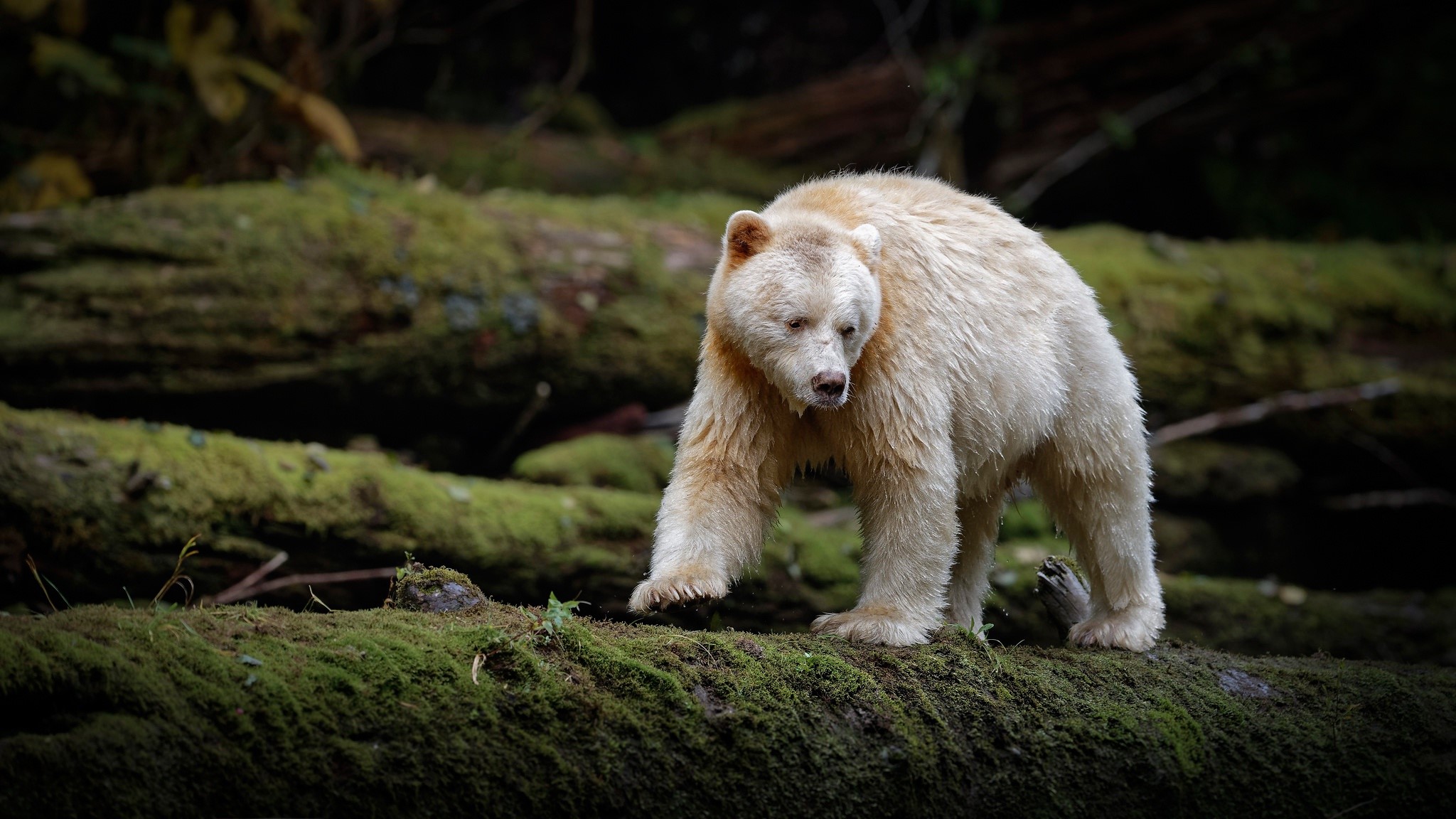 Spirit Bear walking on mossy logs in a forest HD Wallpaper