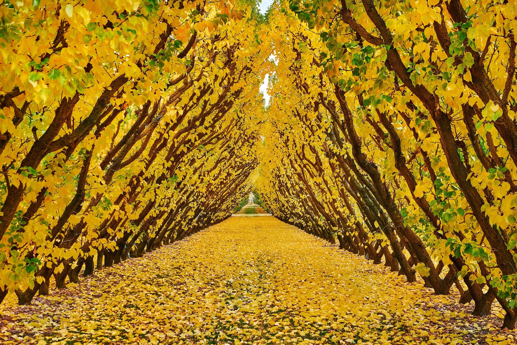 Autumn path lined with yellow trees and fallen leaves HD Wallpaper