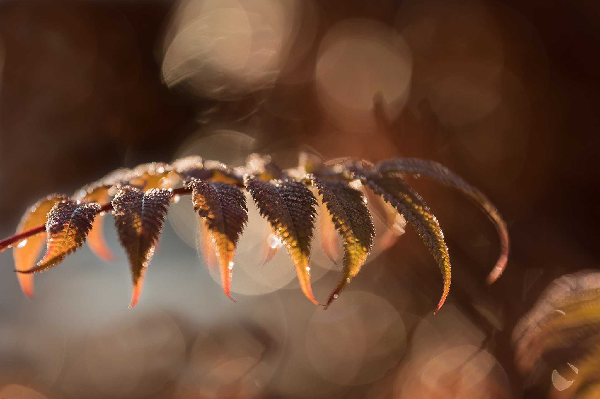 Macro shot of wet leaves with bokeh background HD Wallpaper