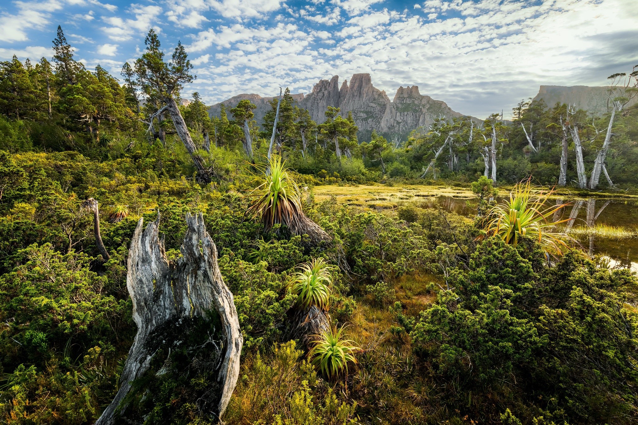 Cradle Mountain landscape with jagged peaks and unique flora HD Wallpaper