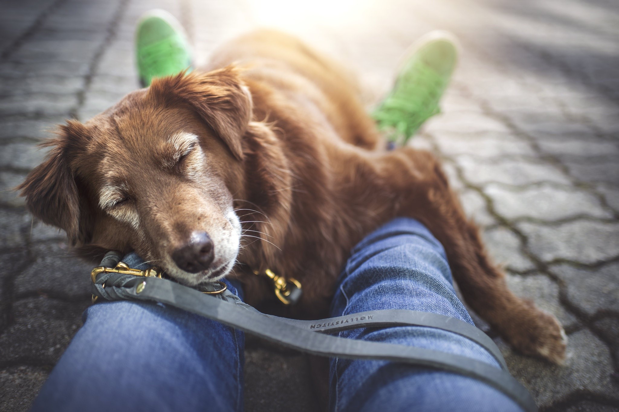 Brown dog sleeping on person's lap with green shoes HD Wallpaper