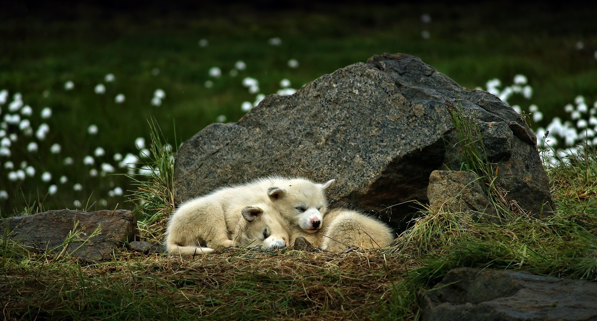 Two wolf puppies sleeping near a rock HD Wallpaper