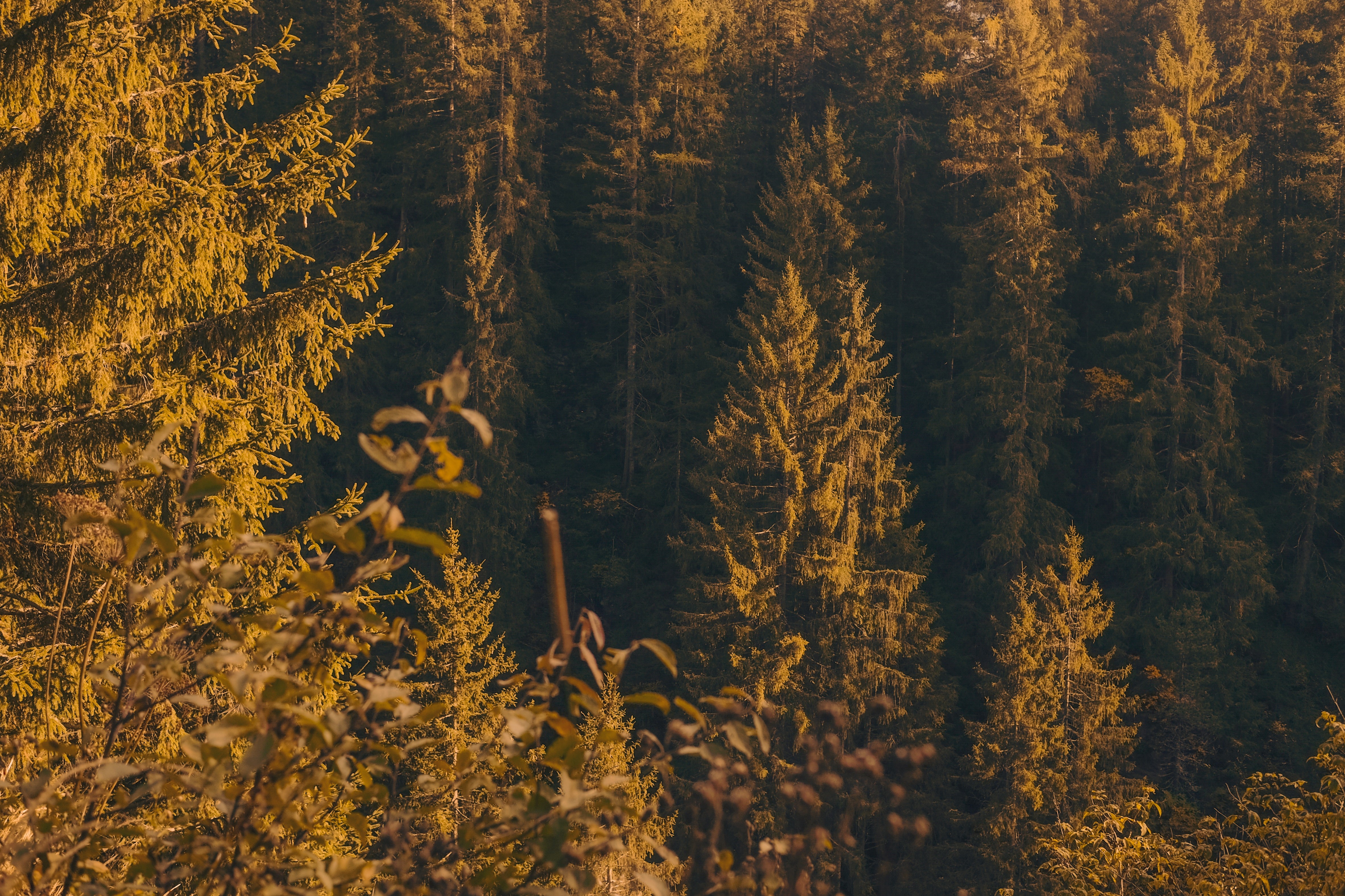 4K forest landscape with tall evergreen trees HD Wallpaper