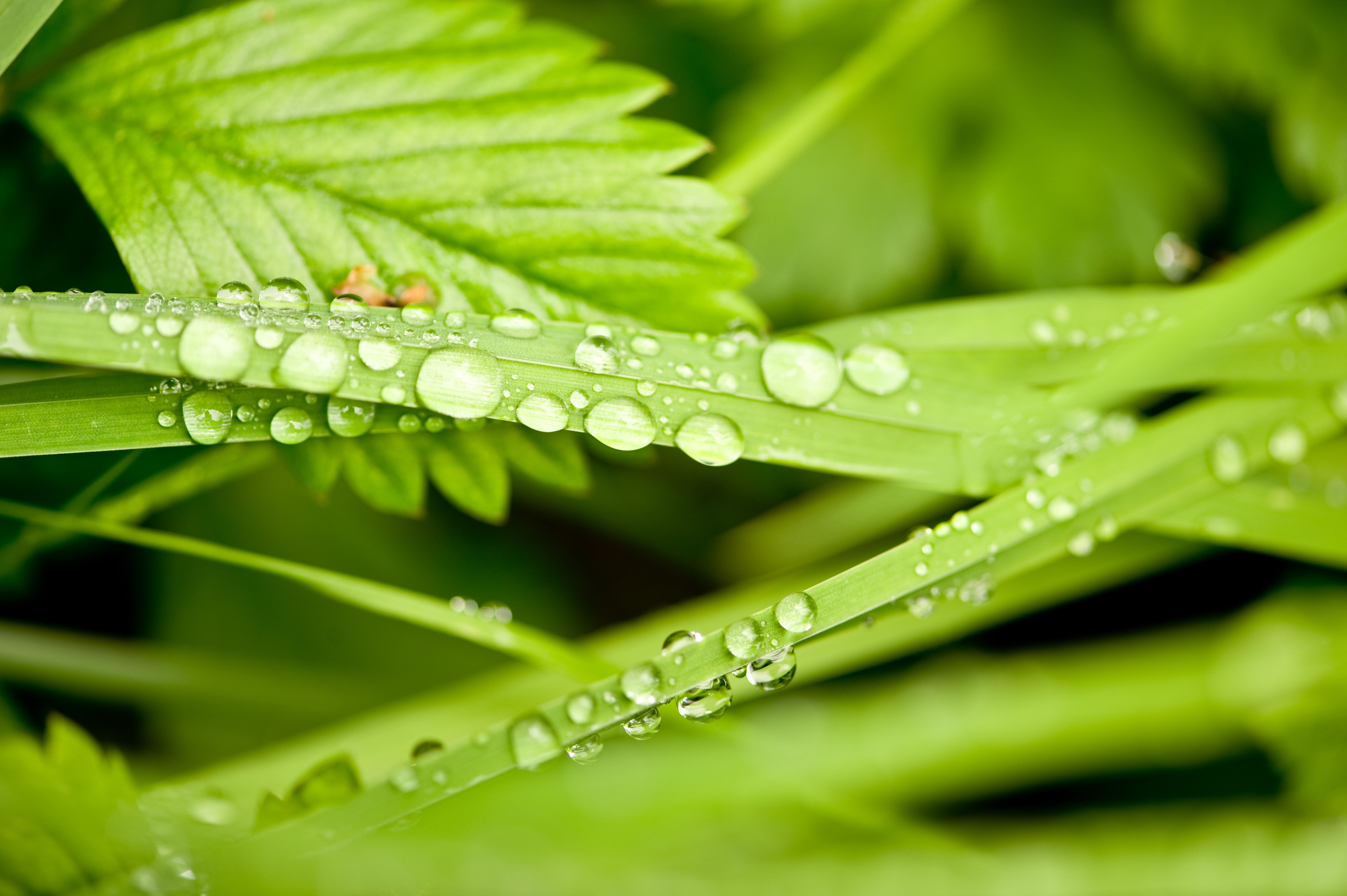 Water drops on green grass and leaves HD Wallpaper