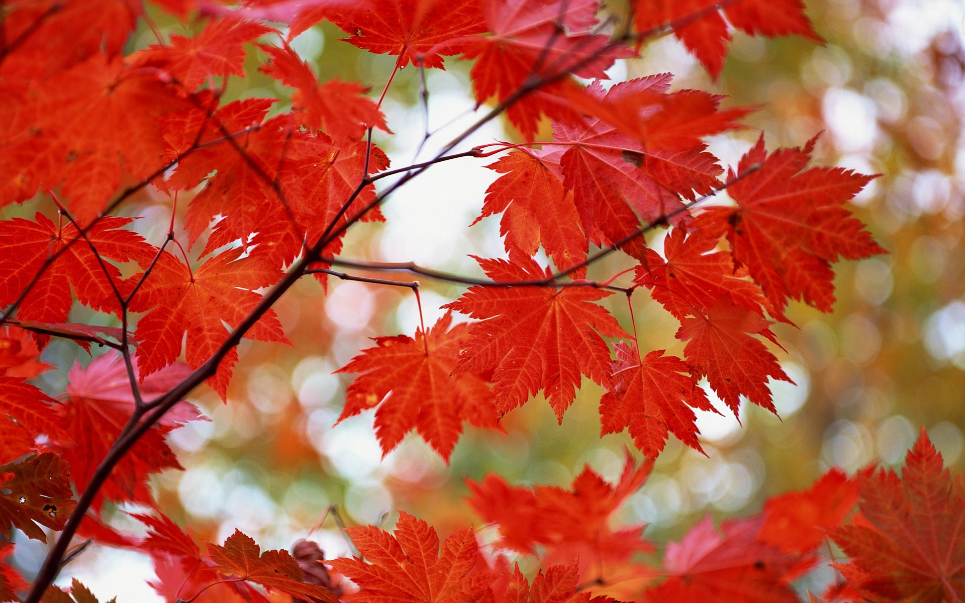 Red Maple Leaves in Autumn HD Wallpaper