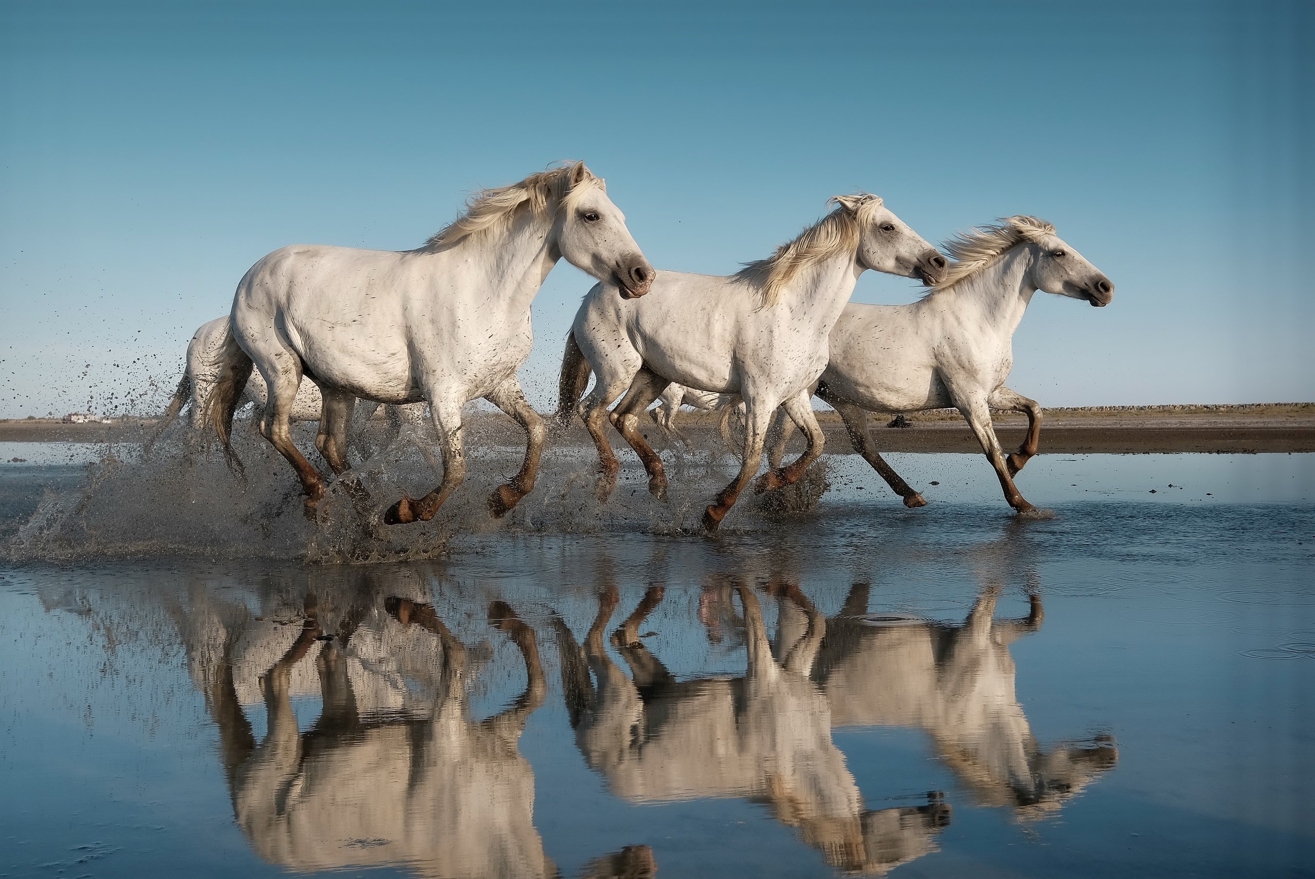 Three white horses running through water with reflections HD Wallpaper