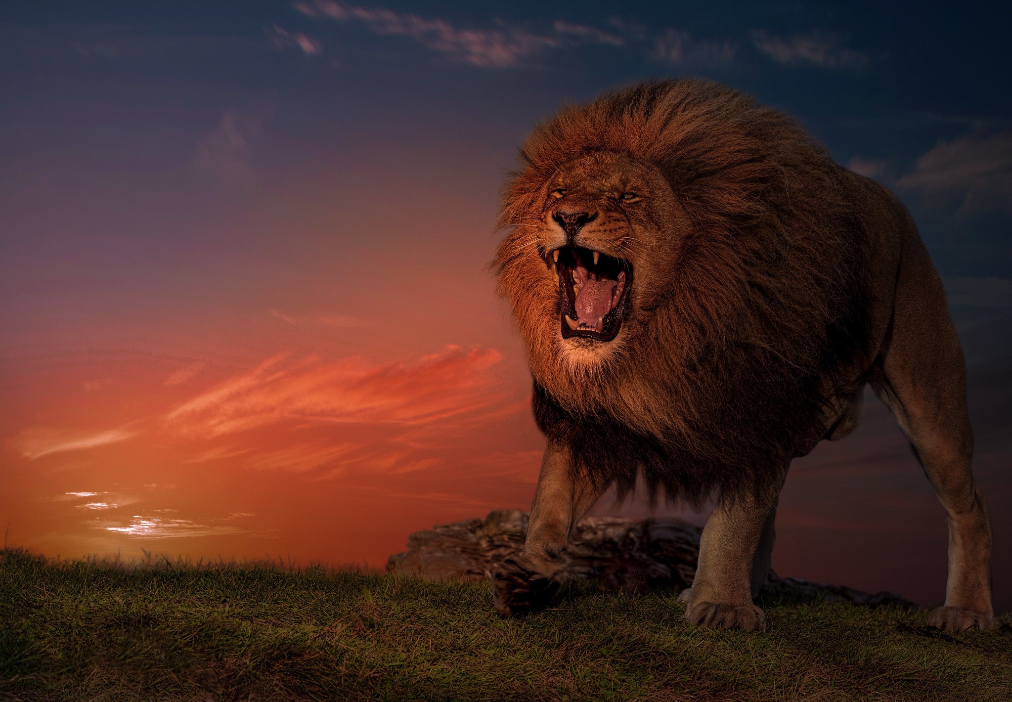 Lion roaring at sunset on a grassy hill HD Wallpaper