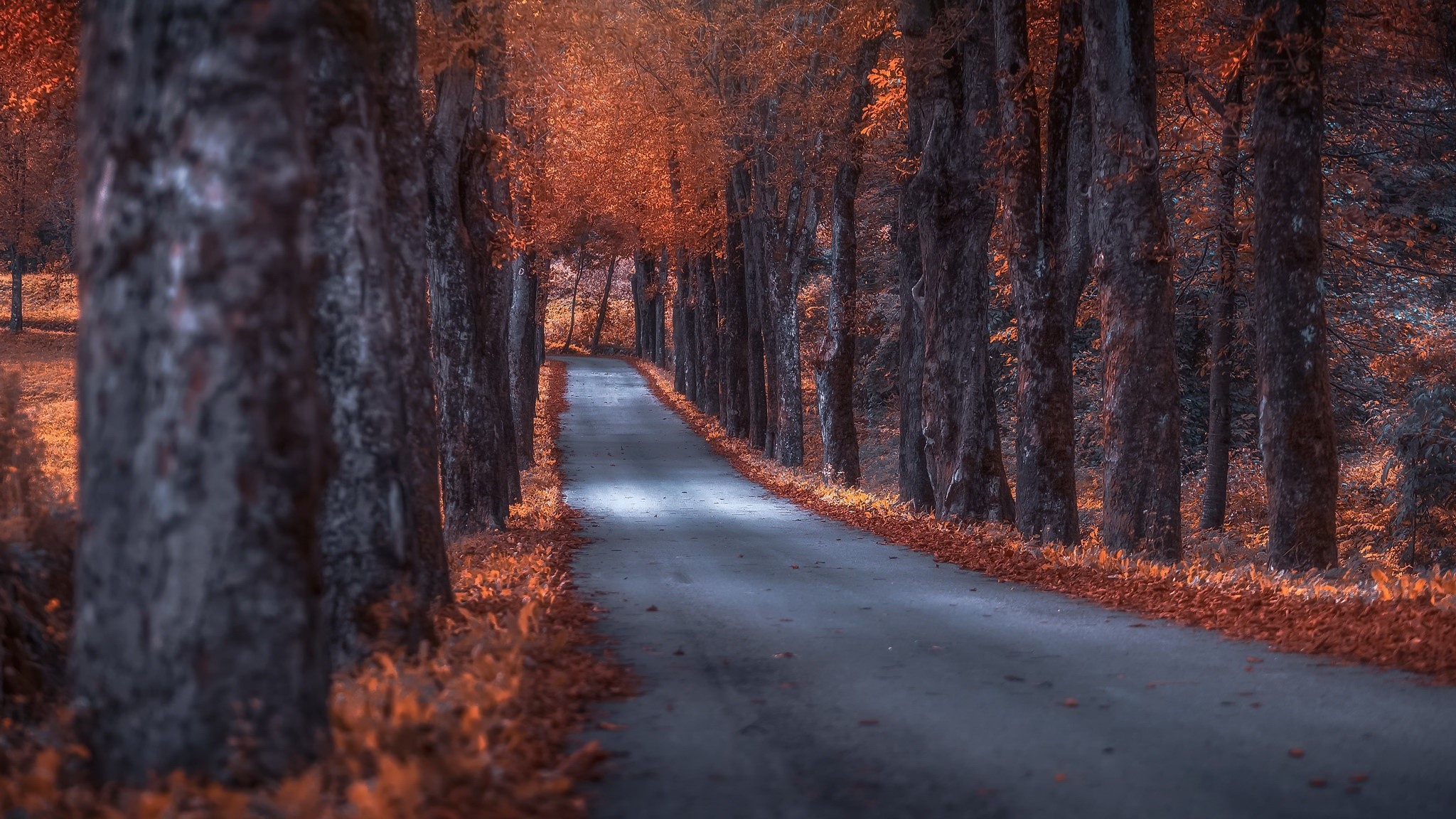 Road lined with trees in fall HD Wallpaper