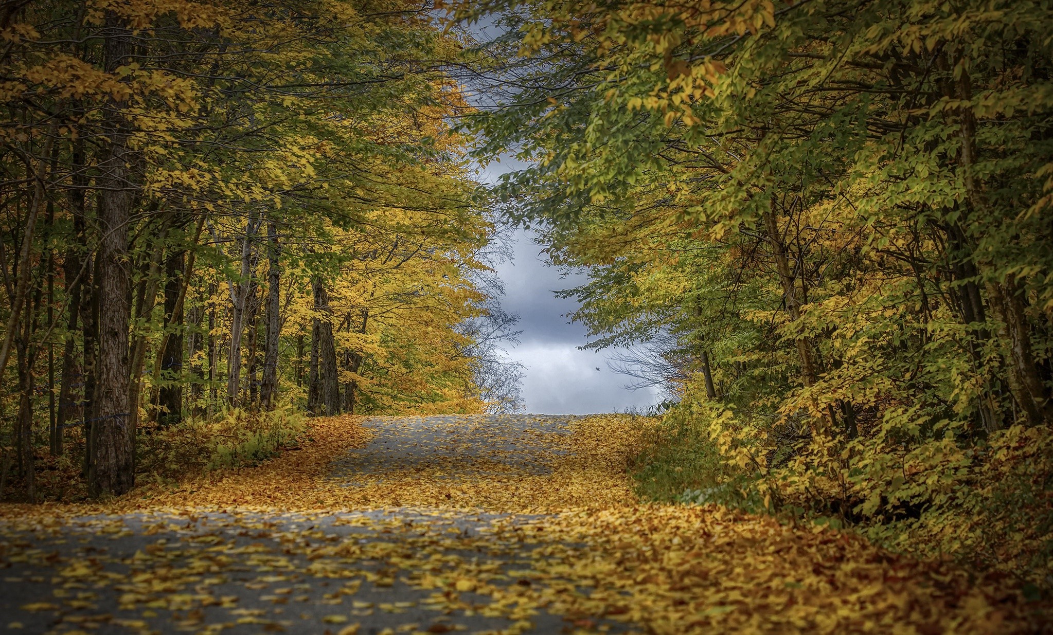 Road covered in autumn leaves surrounded by trees HD Wallpaper