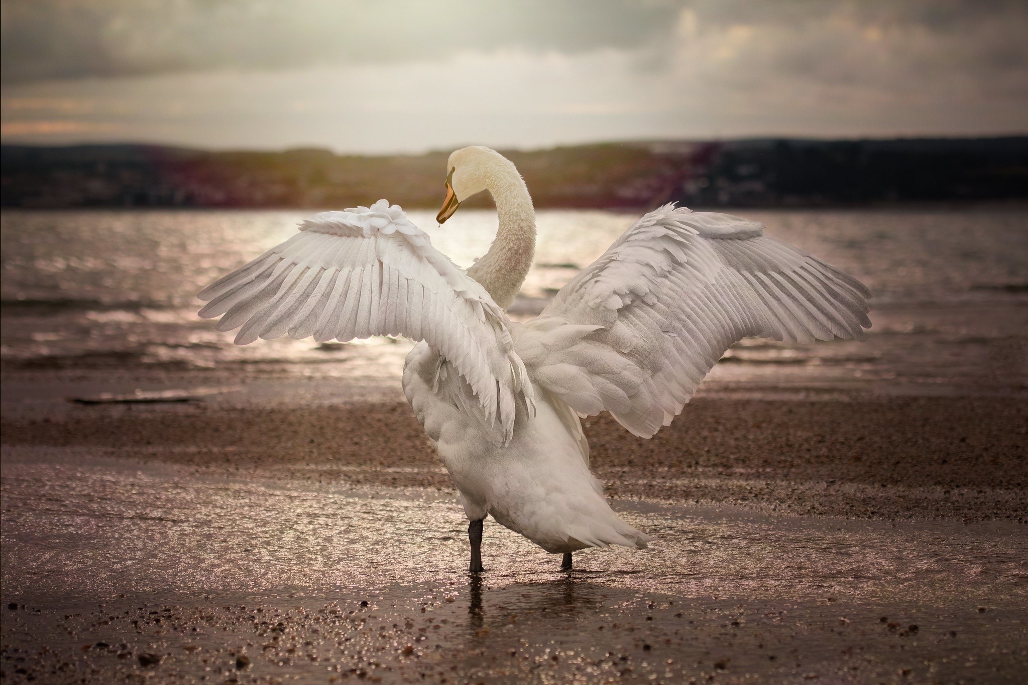 White swan with wings spread on a beach HD Wallpaper
