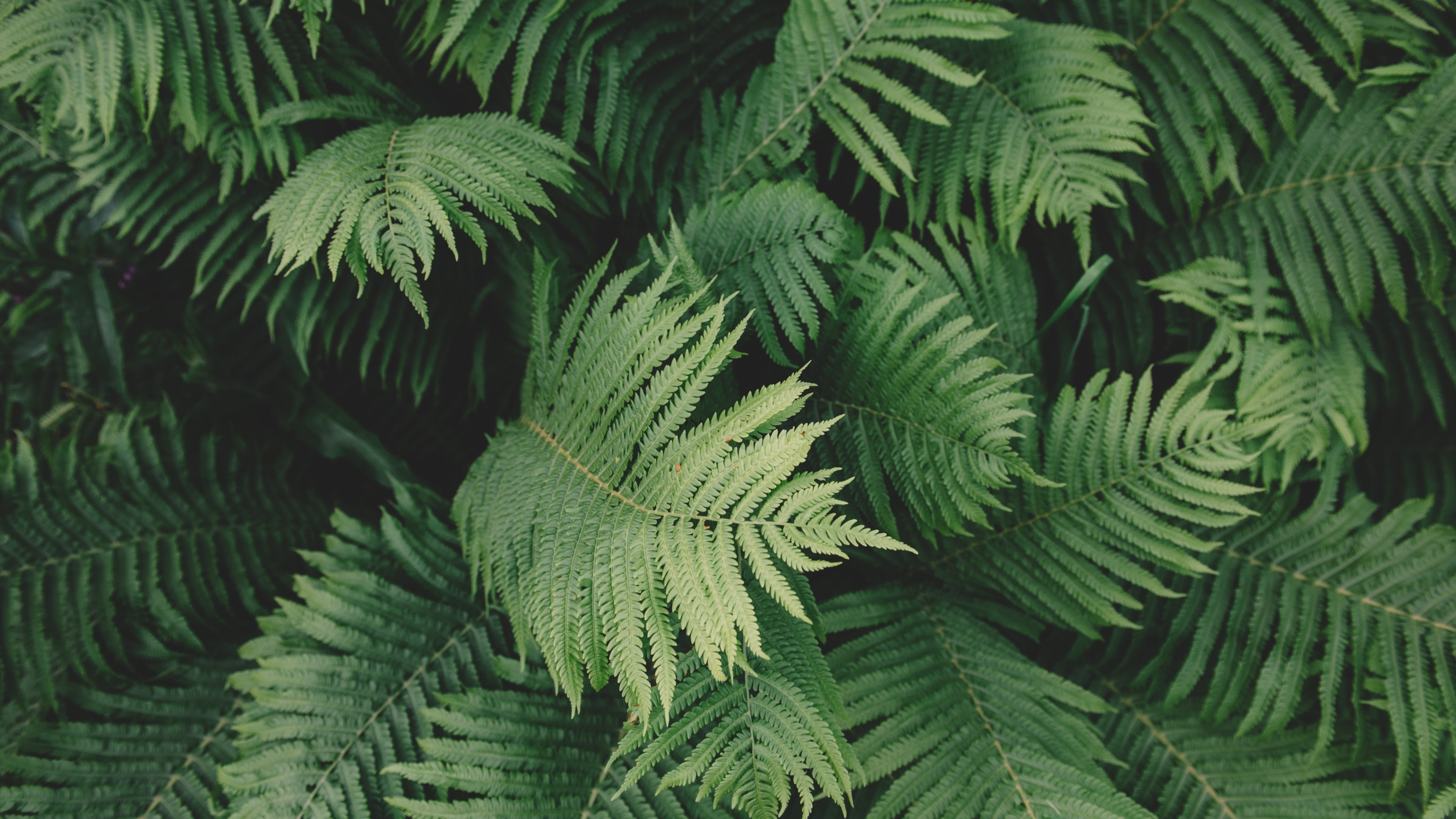 4K Fern Leaves HD Wallpaper