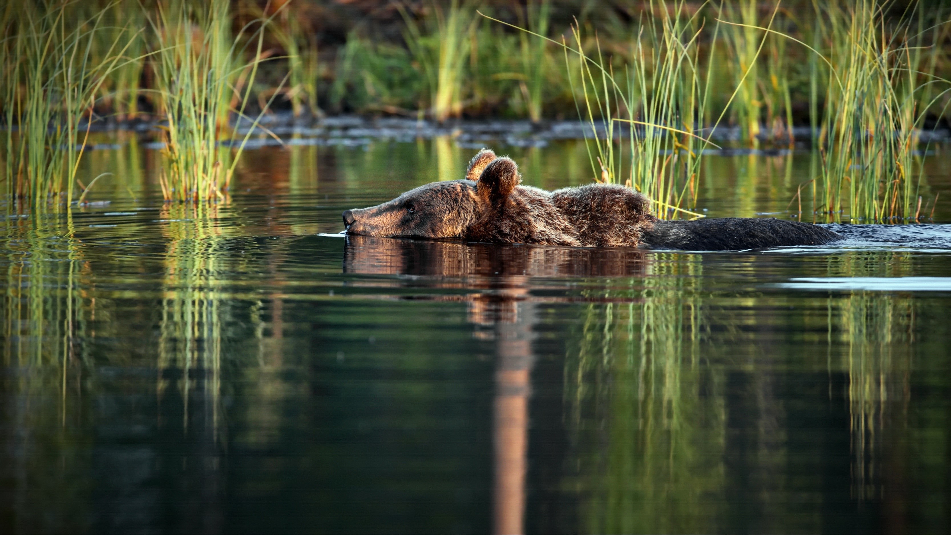 Brown bear swimming in water with reeds HD Wallpaper