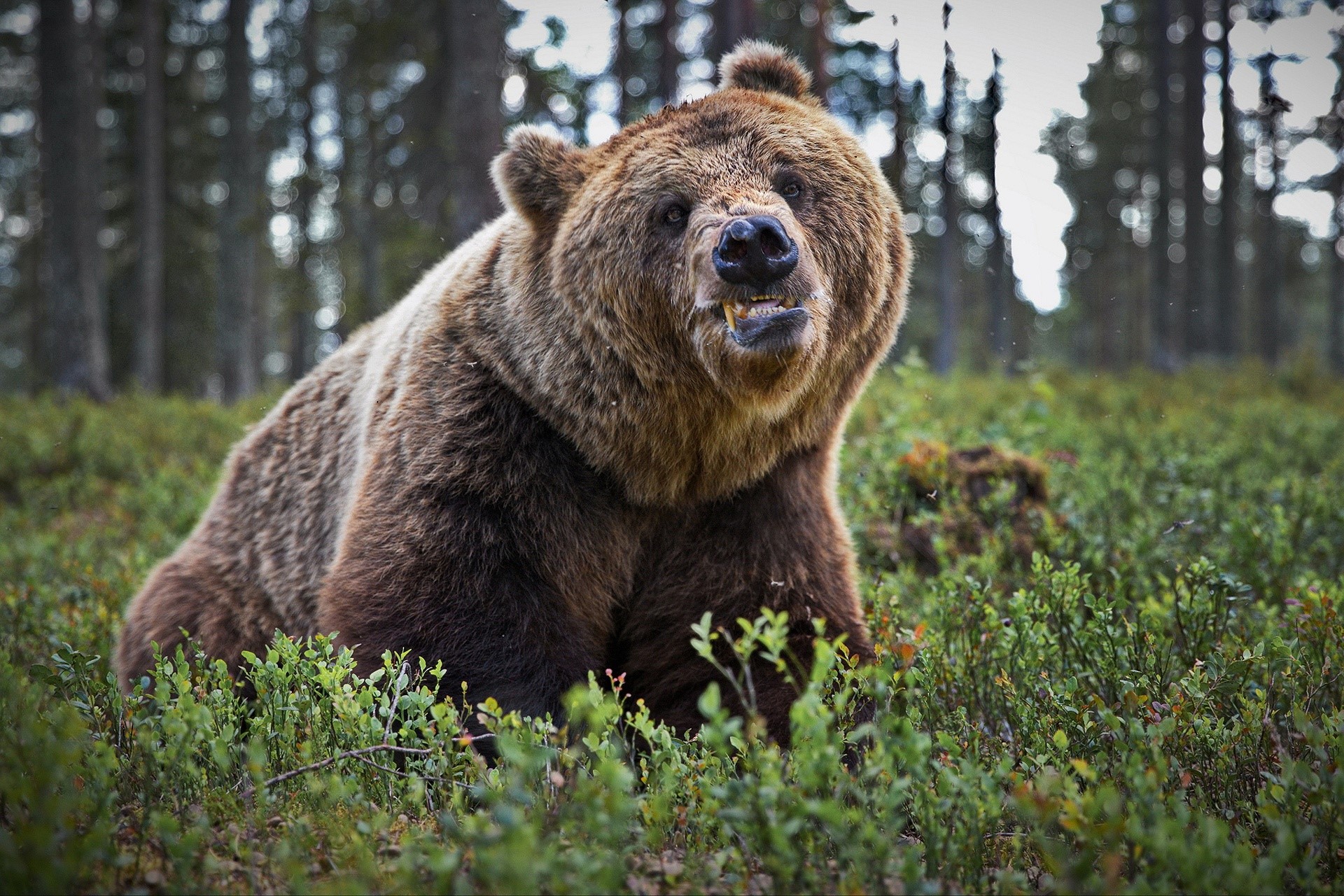 A brown bear growls in a forest clearing HD Wallpaper