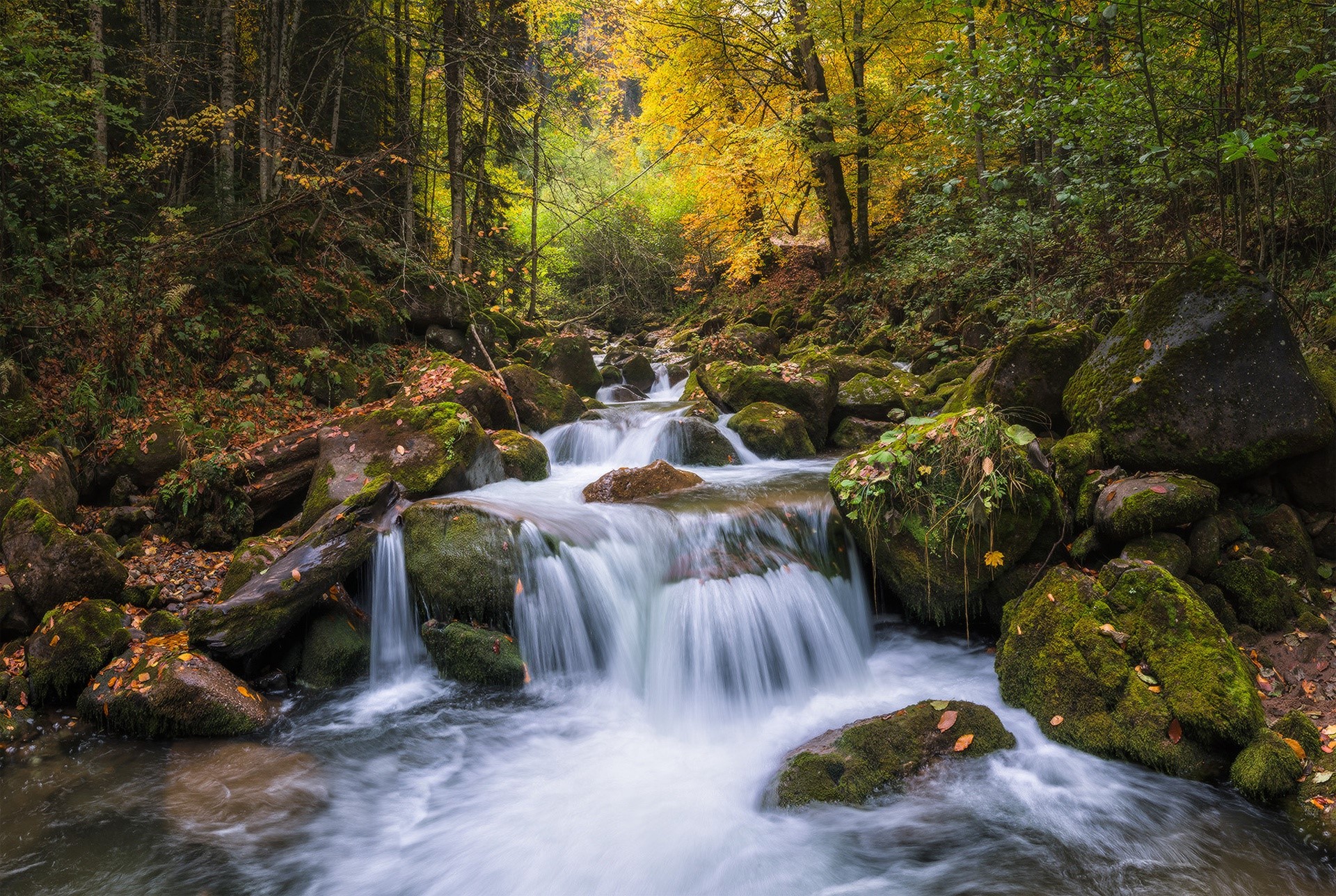 Waterfall flowing through a mossy forest in autumn HD Wallpaper