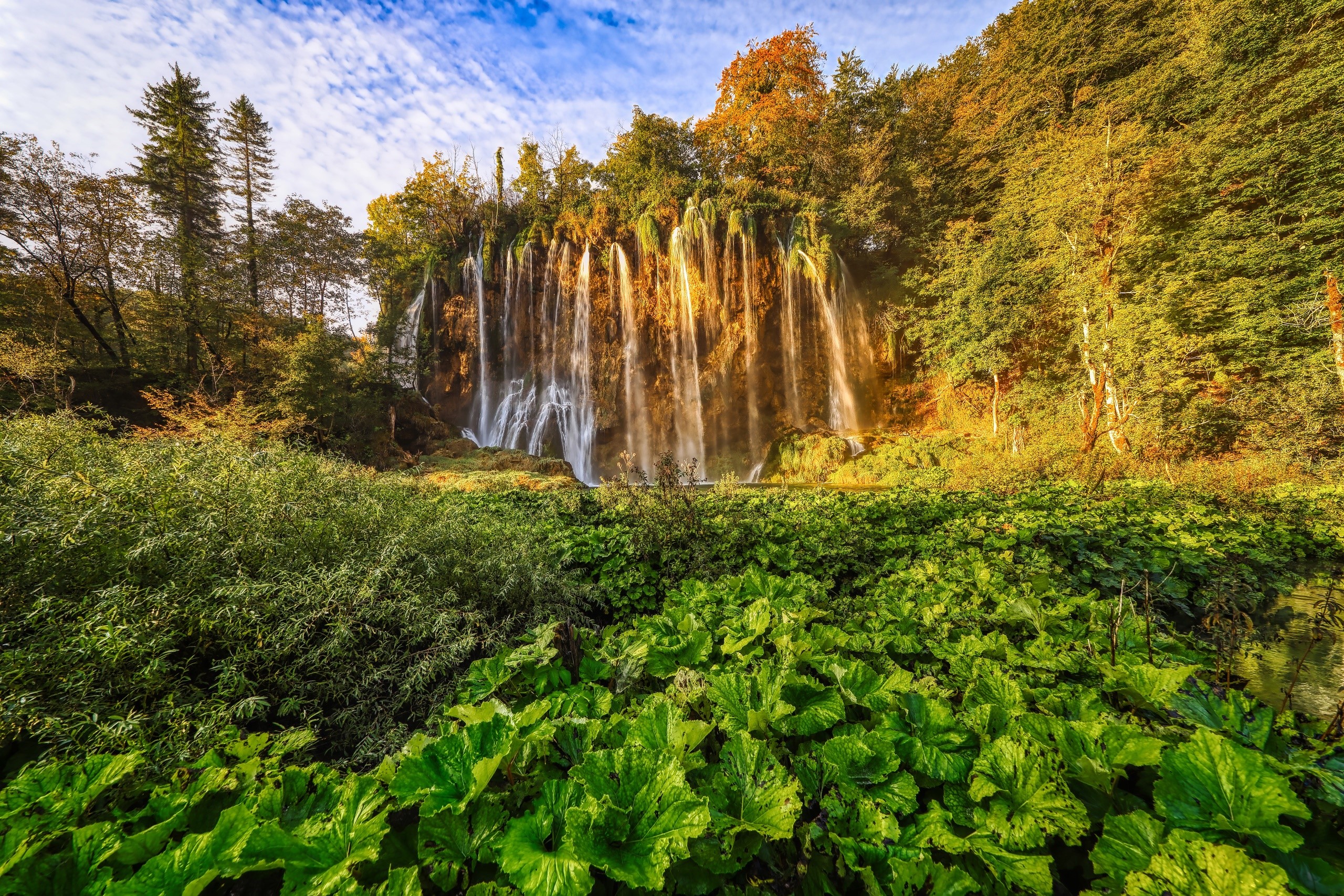 Waterfall in a forest with green plants HD Wallpaper
