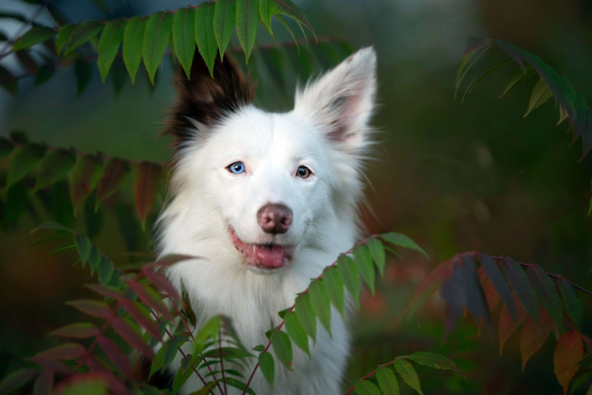 White dog with heterochromia in foliage HD Wallpaper