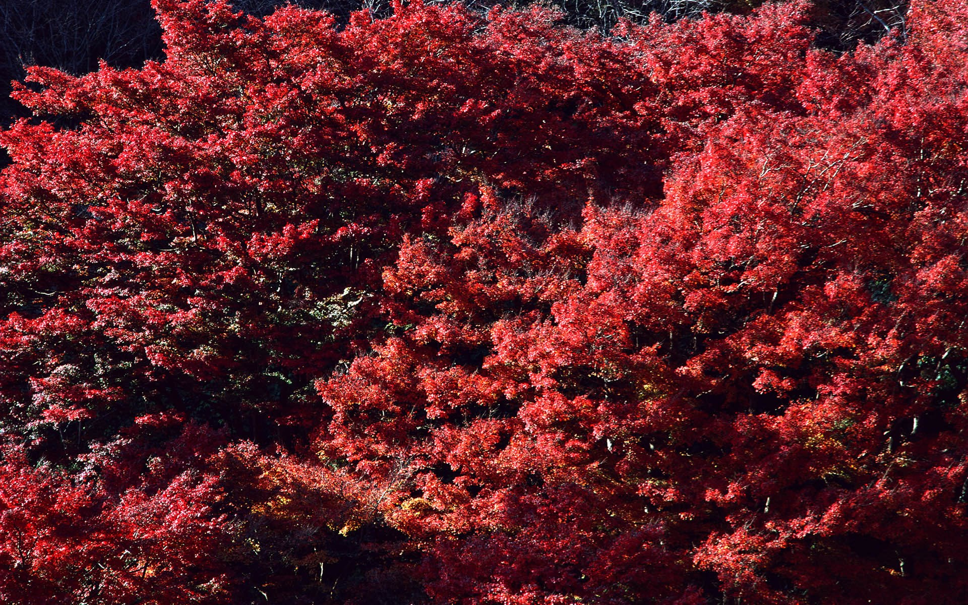 Red Maple Trees in Autumn HD Wallpaper