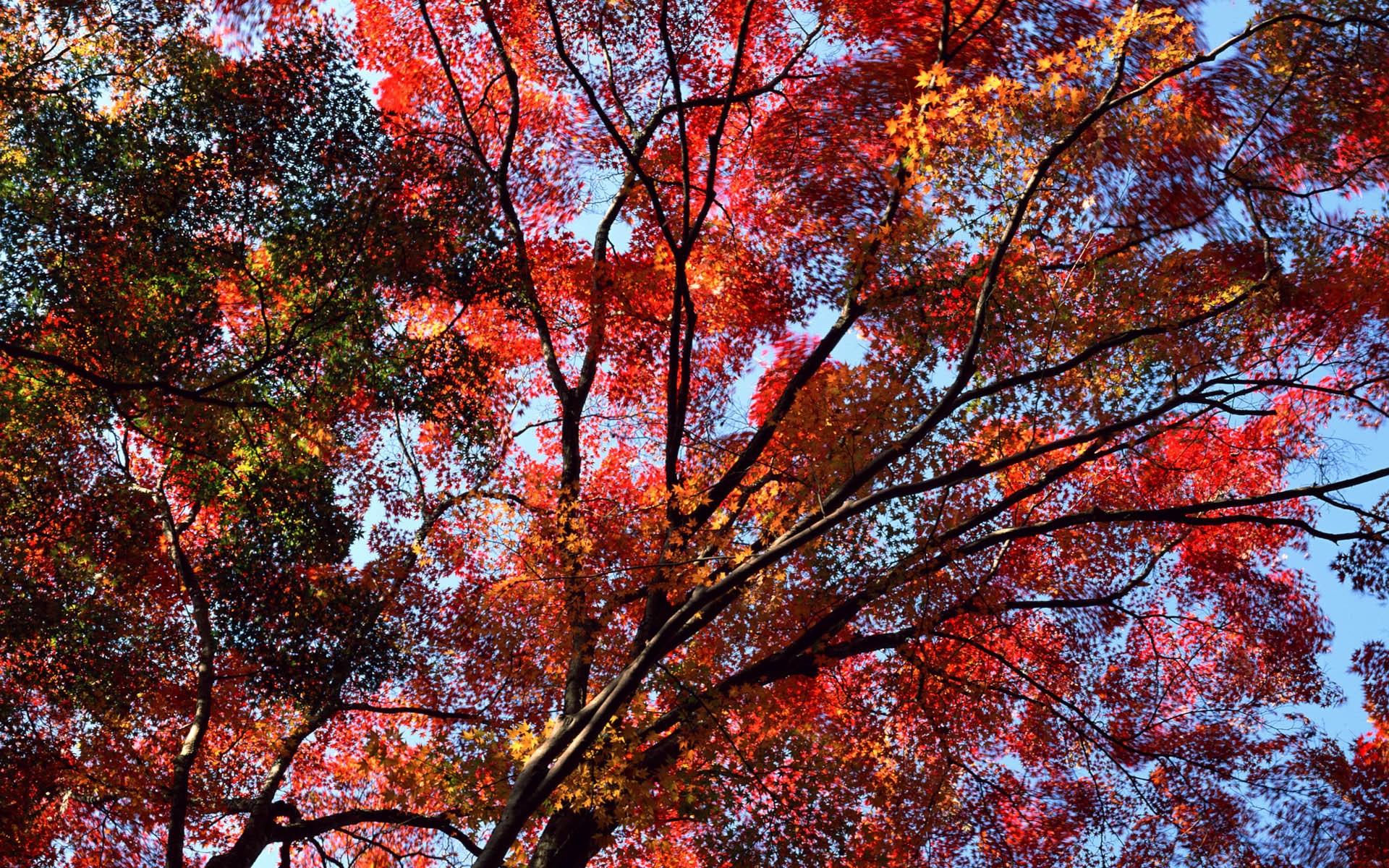 Autumn tree with red and orange leaves HD Wallpaper