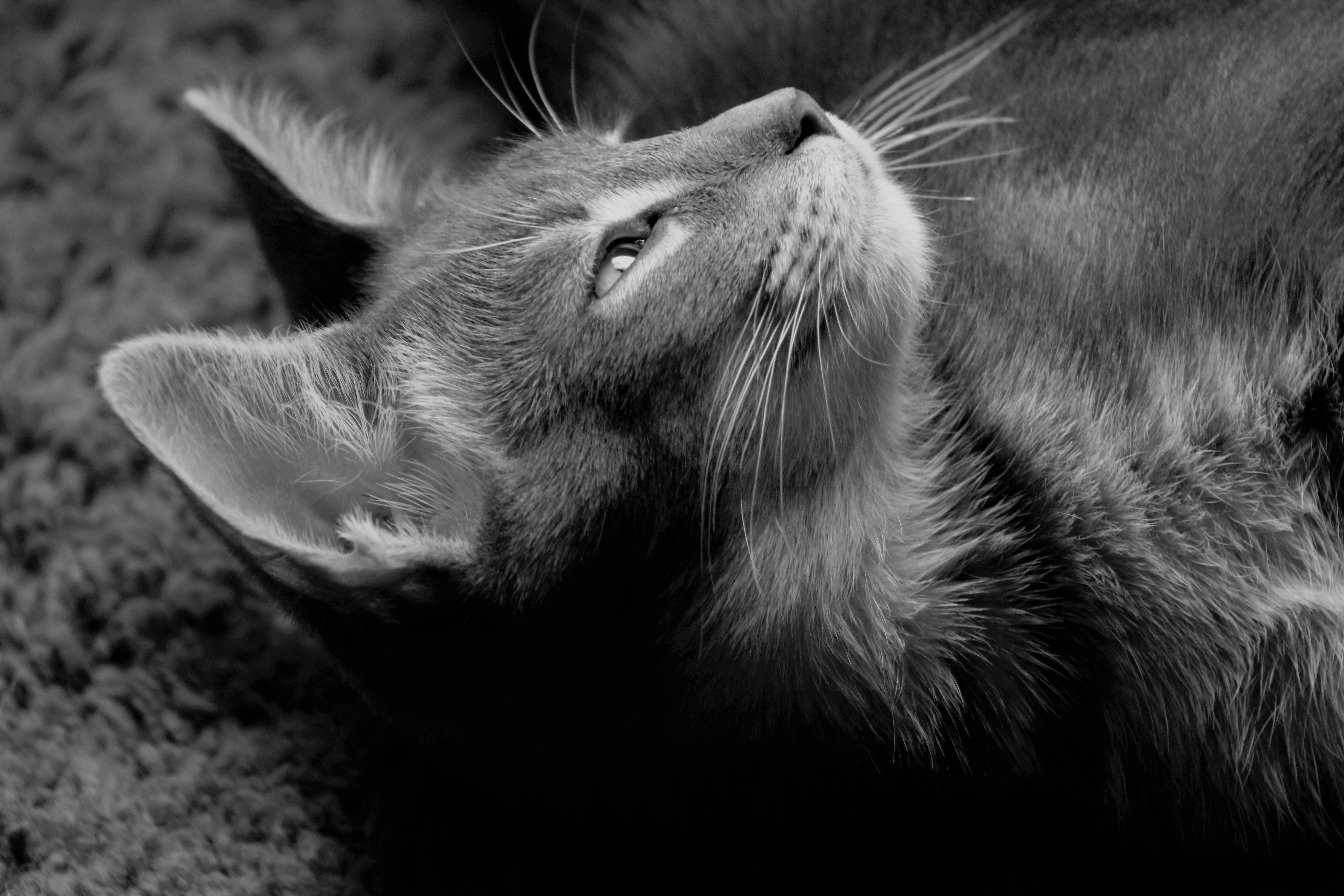 Monochrome close-up of a cat HD Wallpaper