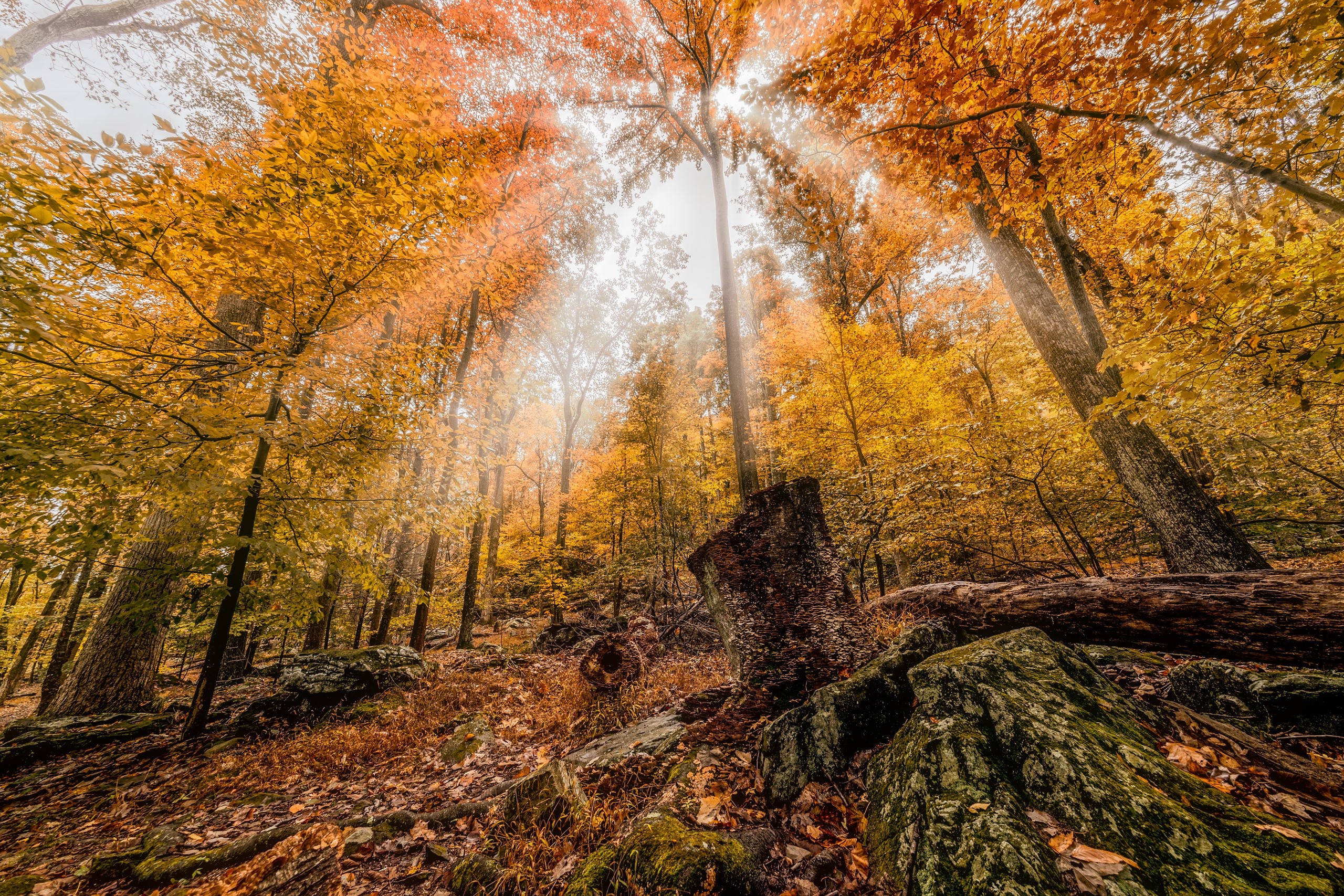 Sunlight filtering through autumn trees in a forest HD Wallpaper