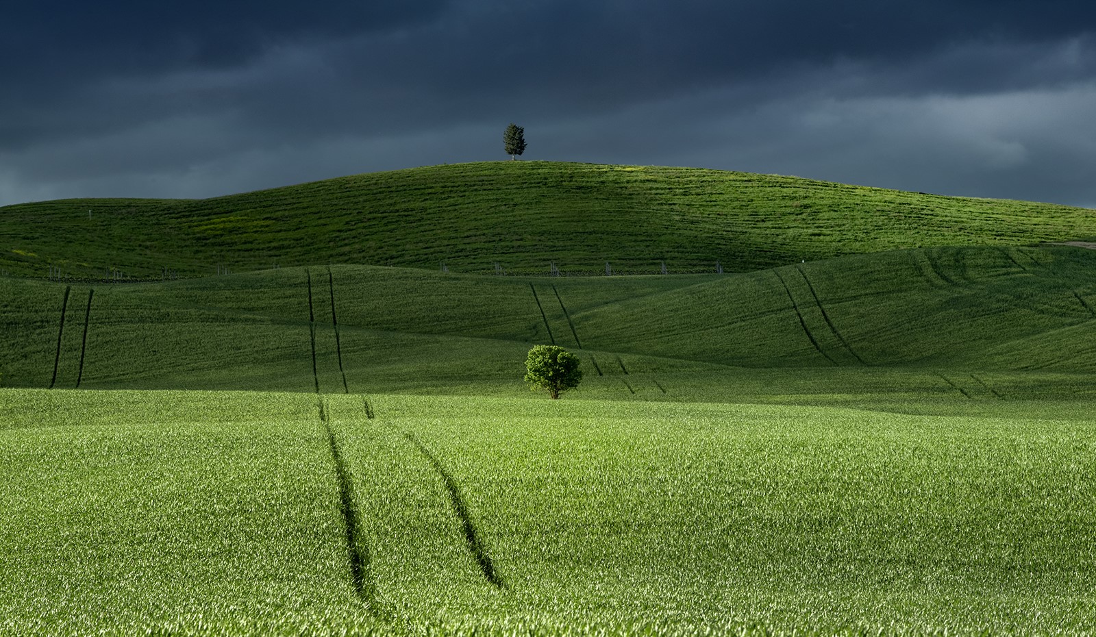 Green rolling hills with two trees under dark clouds HD Wallpaper