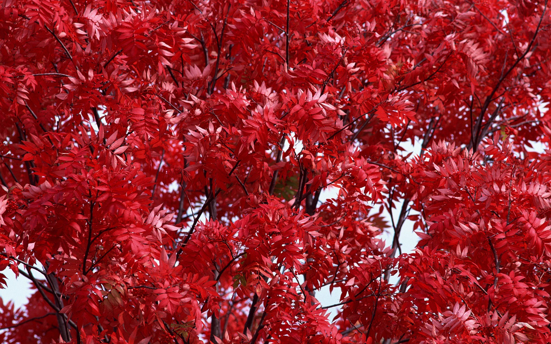 Close-up of bright red autumn leaves on branches HD Wallpaper