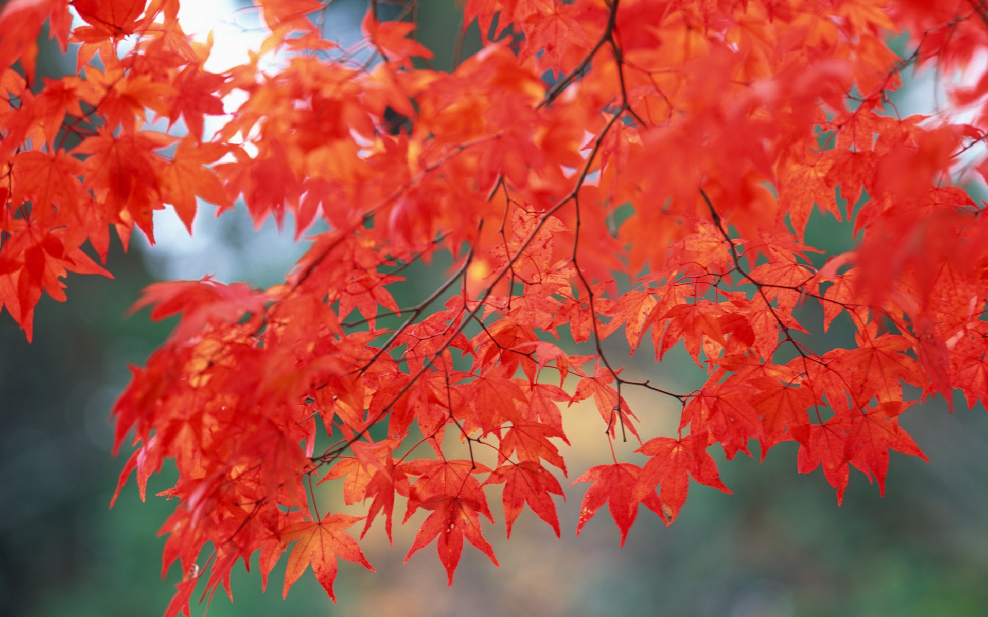 Red maple leaves on branches in autumn HD Wallpaper