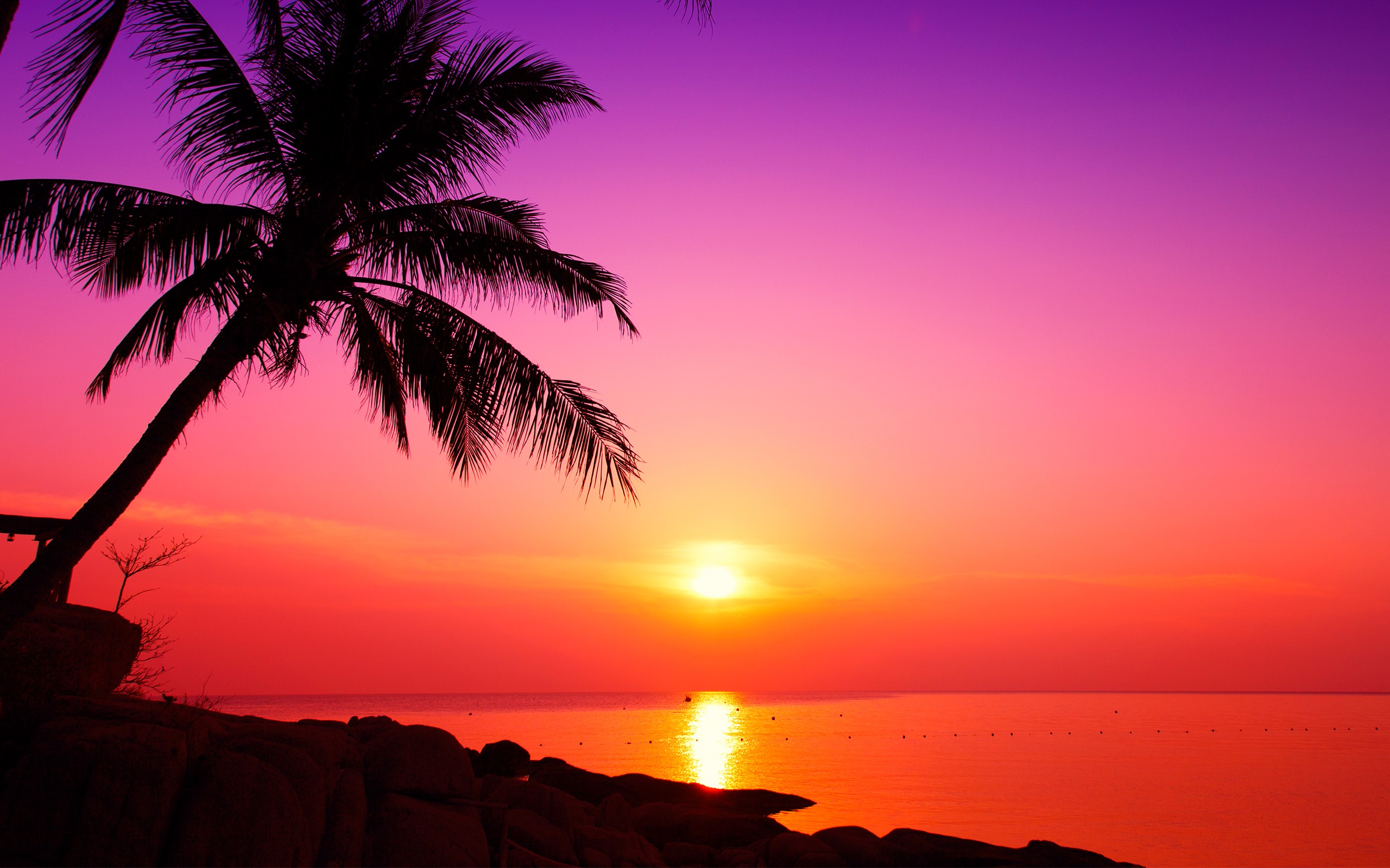 Sunset over the sea with palm trees HD Wallpaper