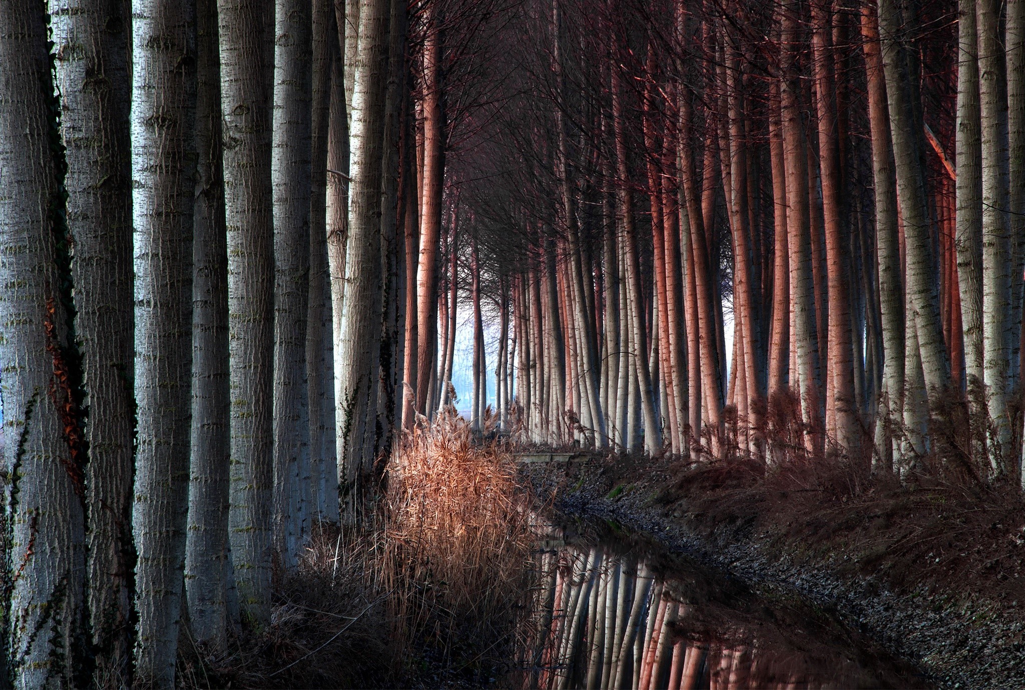 A row of trees with a reflection in the water HD Wallpaper