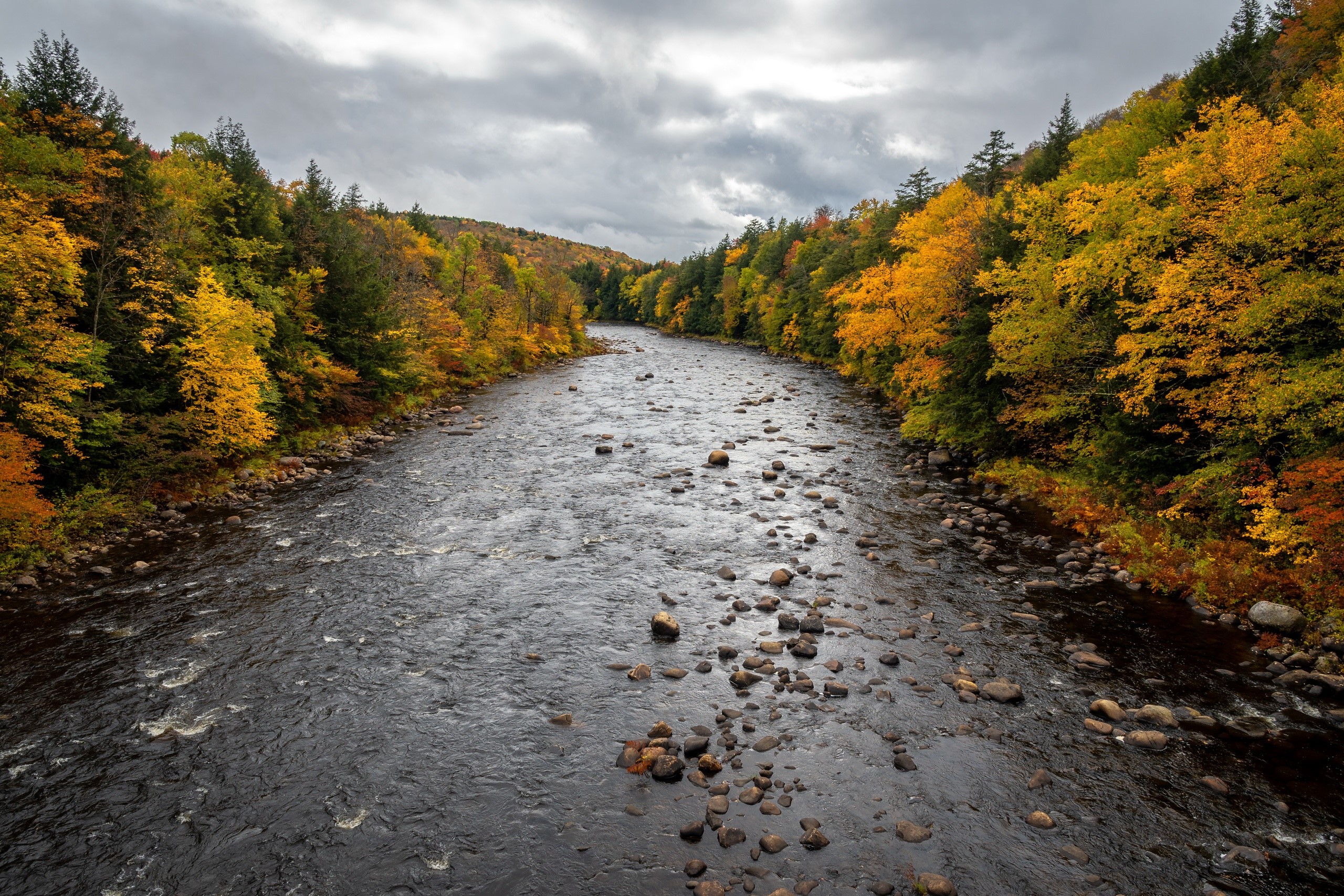 River flowing through a forest during fall HD Wallpaper