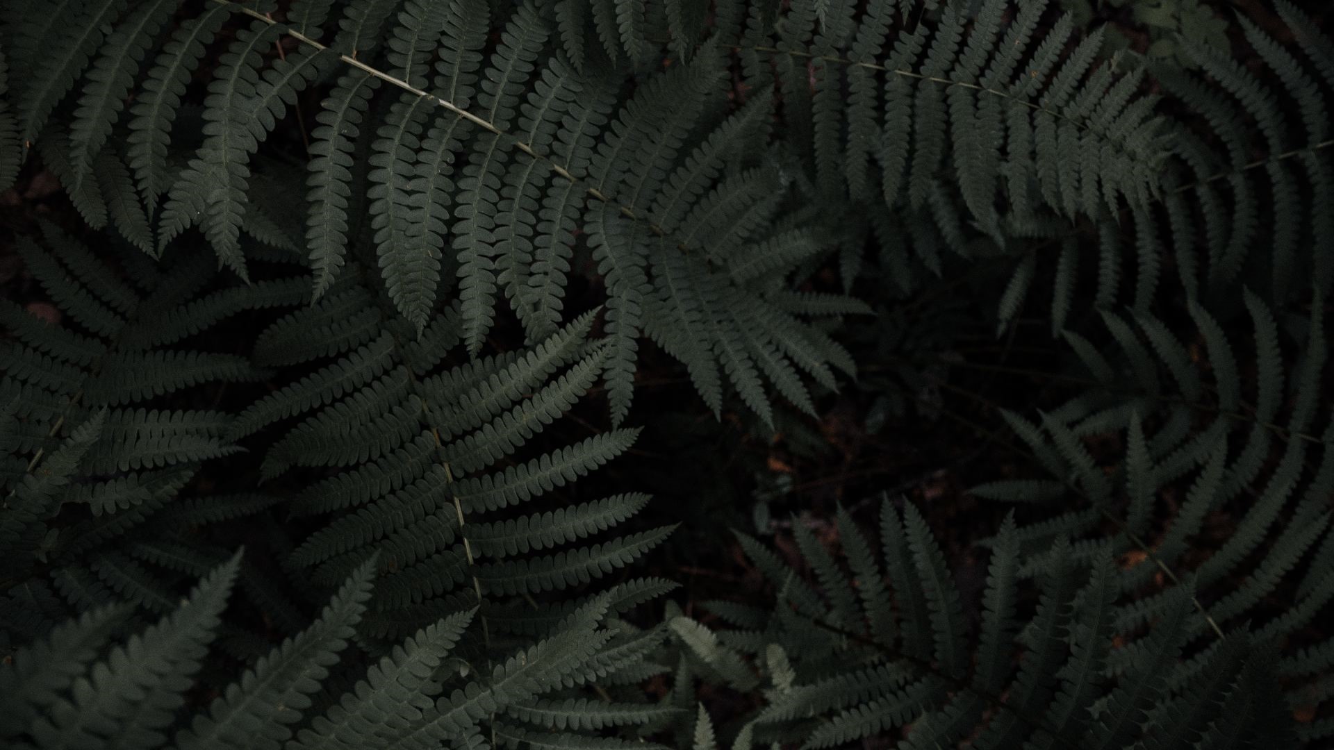 Dark green fern leaves close-up HD Wallpaper