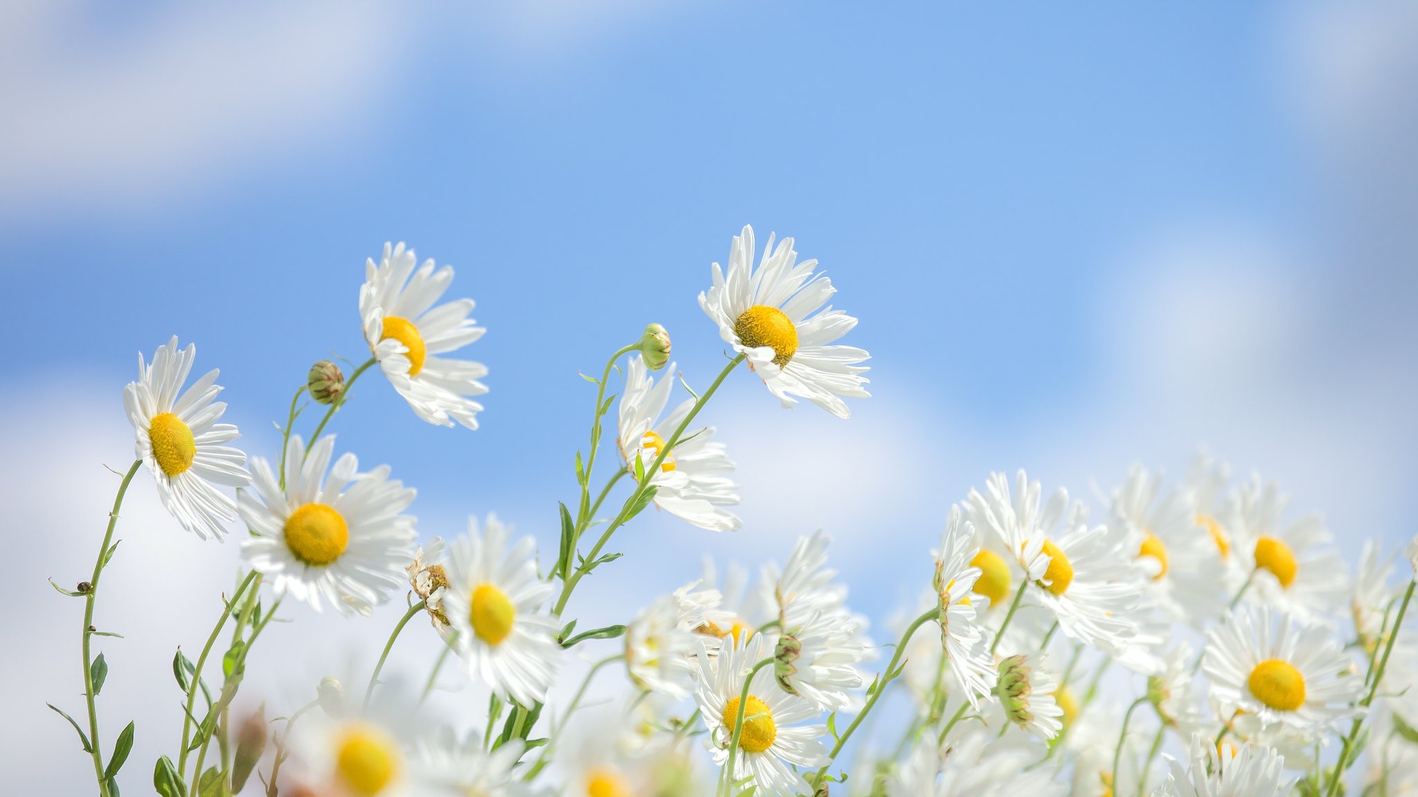 White daisies against a blue sky HD Wallpaper