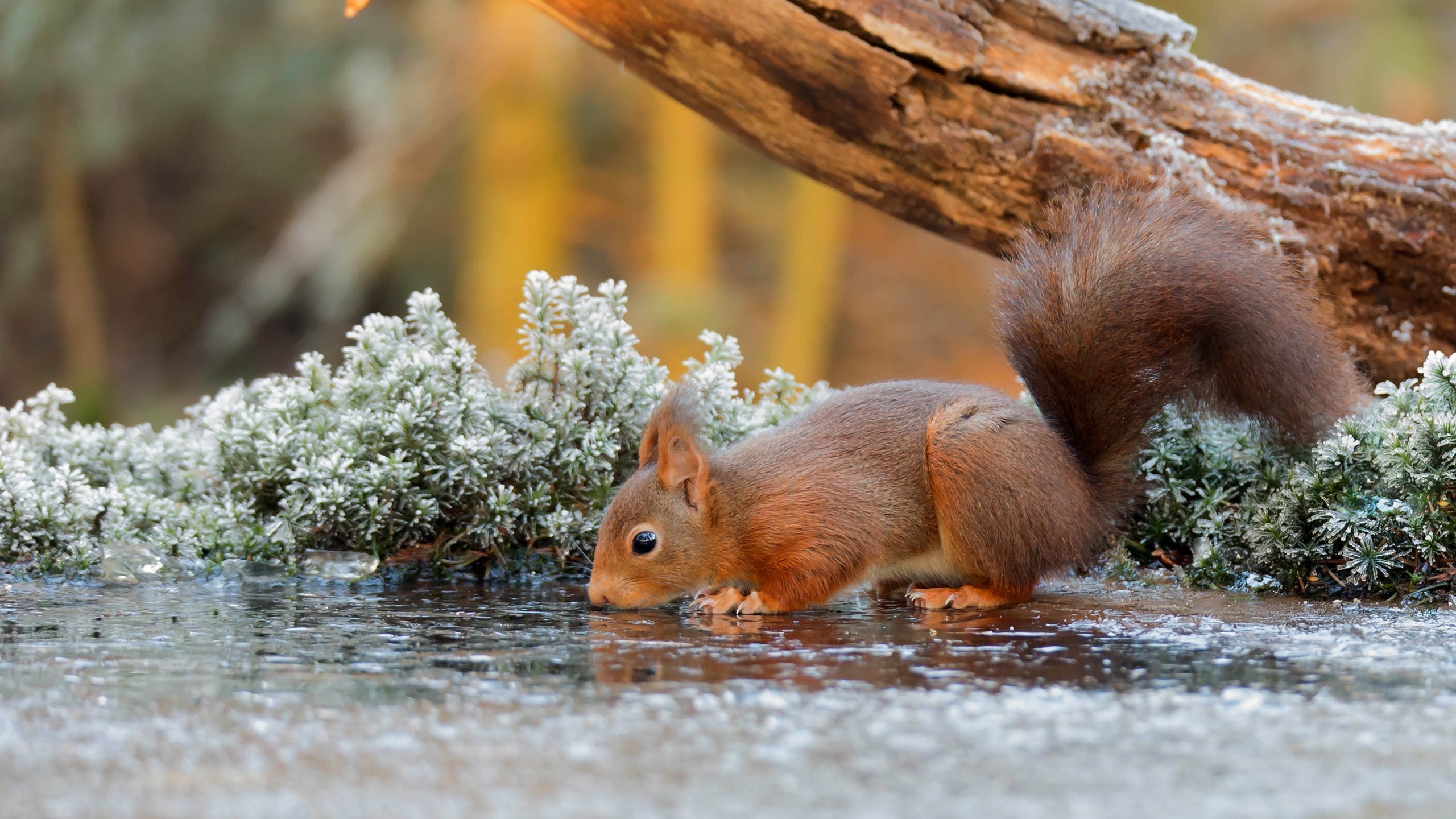 Red squirrel drinking water on frozen ground HD Wallpaper