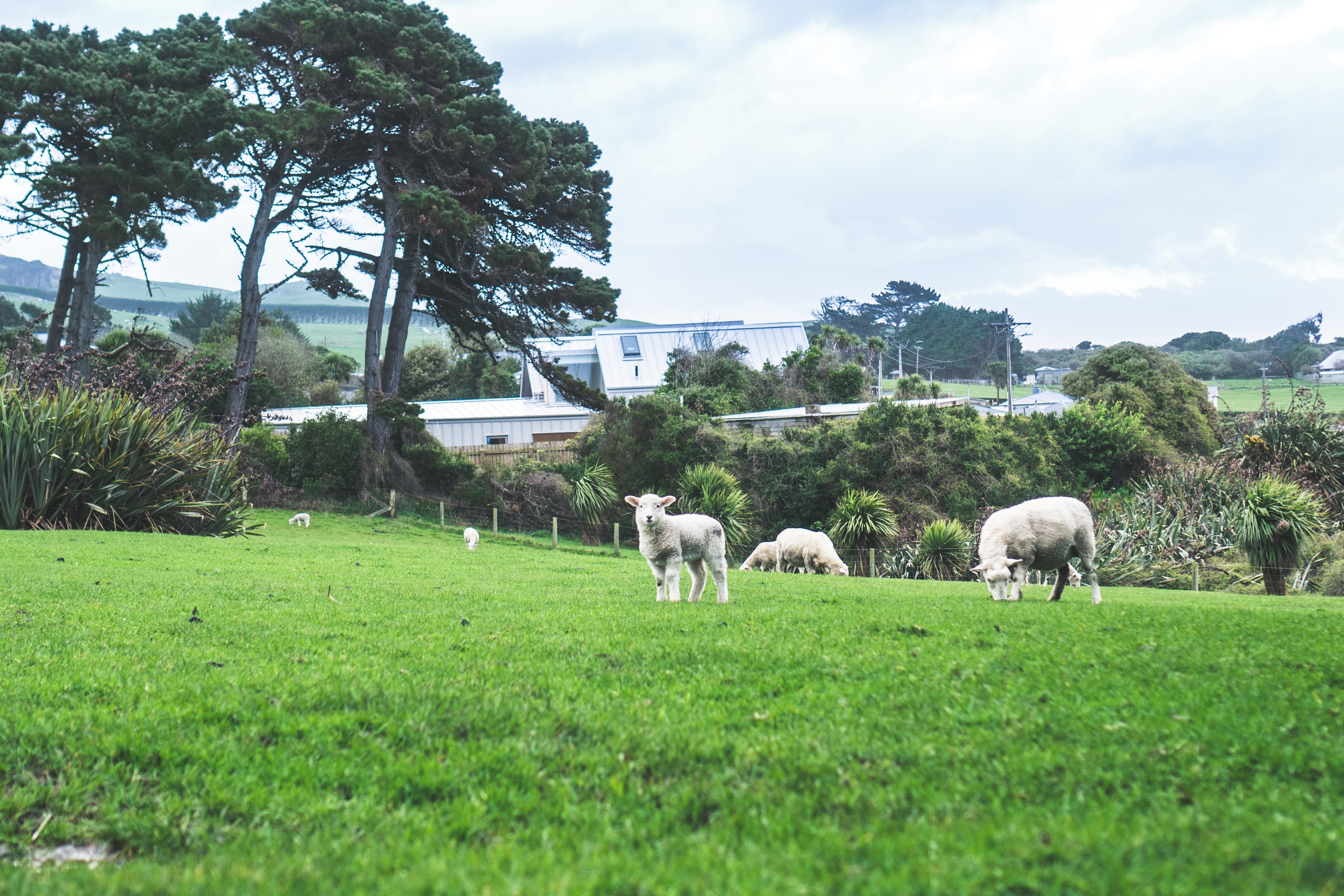 Sheep grazing in a New Zealand landscape HD Wallpaper