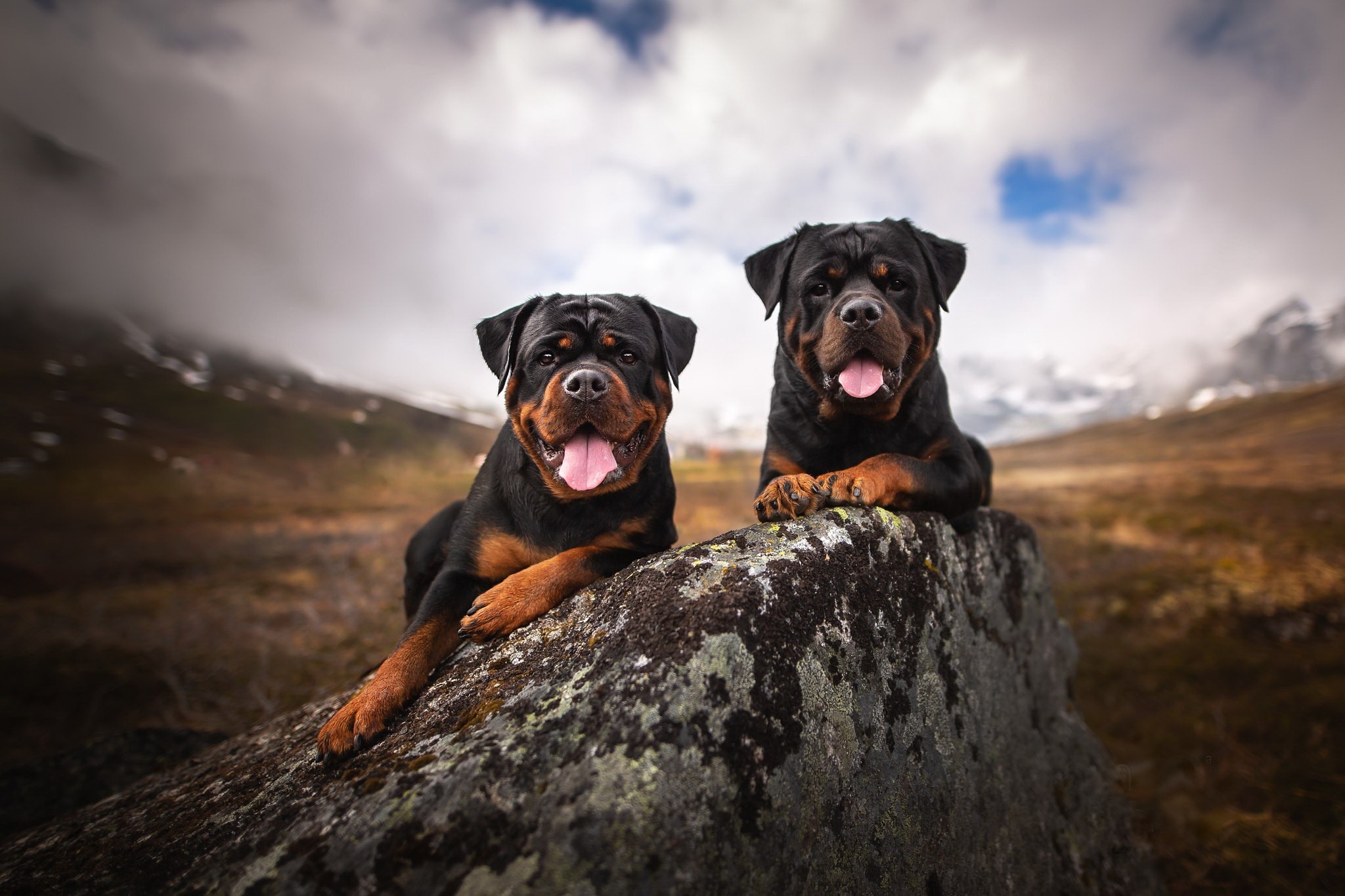 Two Rottweilers resting on a rock outdoors HD Wallpaper