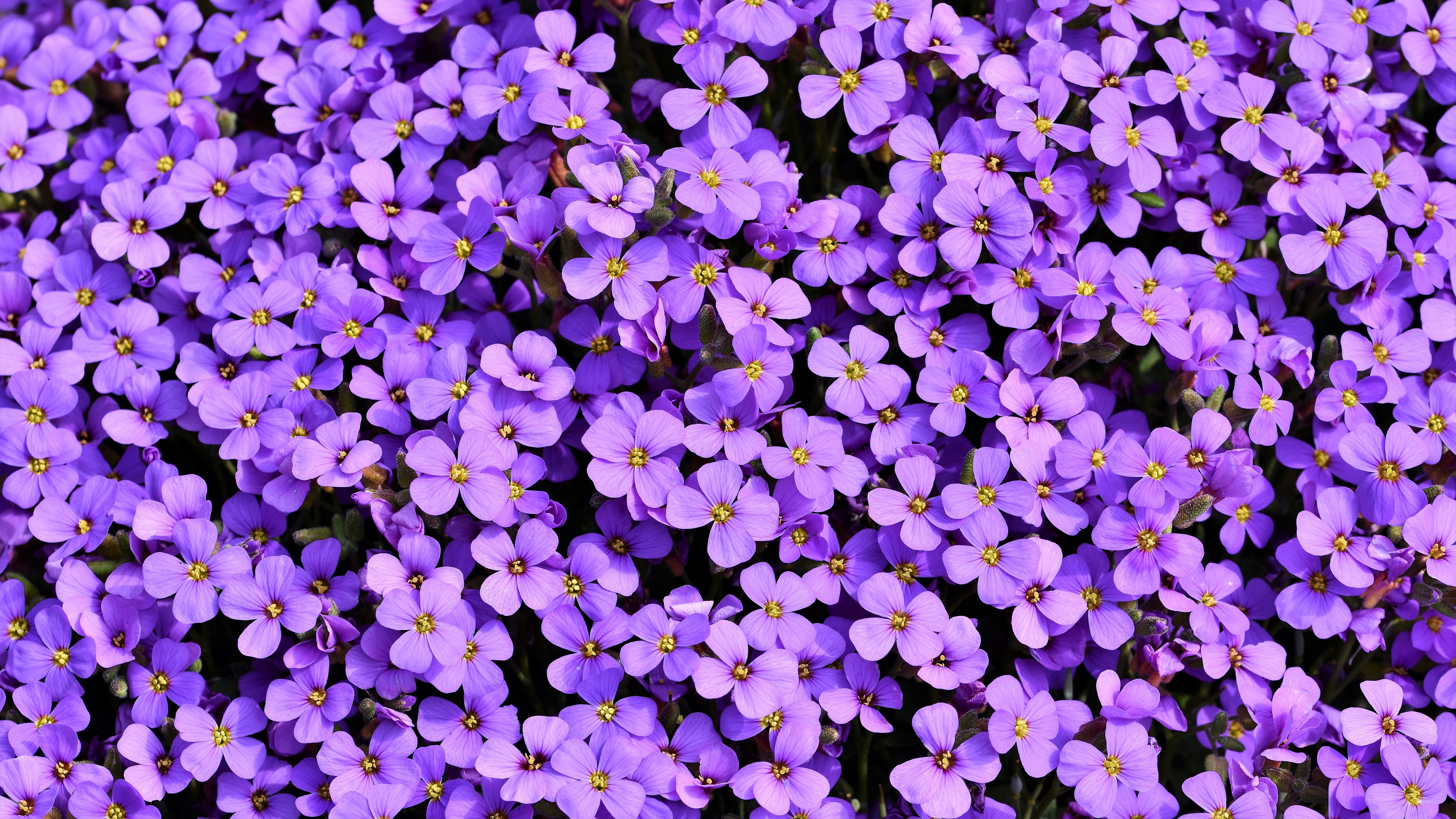 4K Aubrieta purple flowers HD Wallpaper