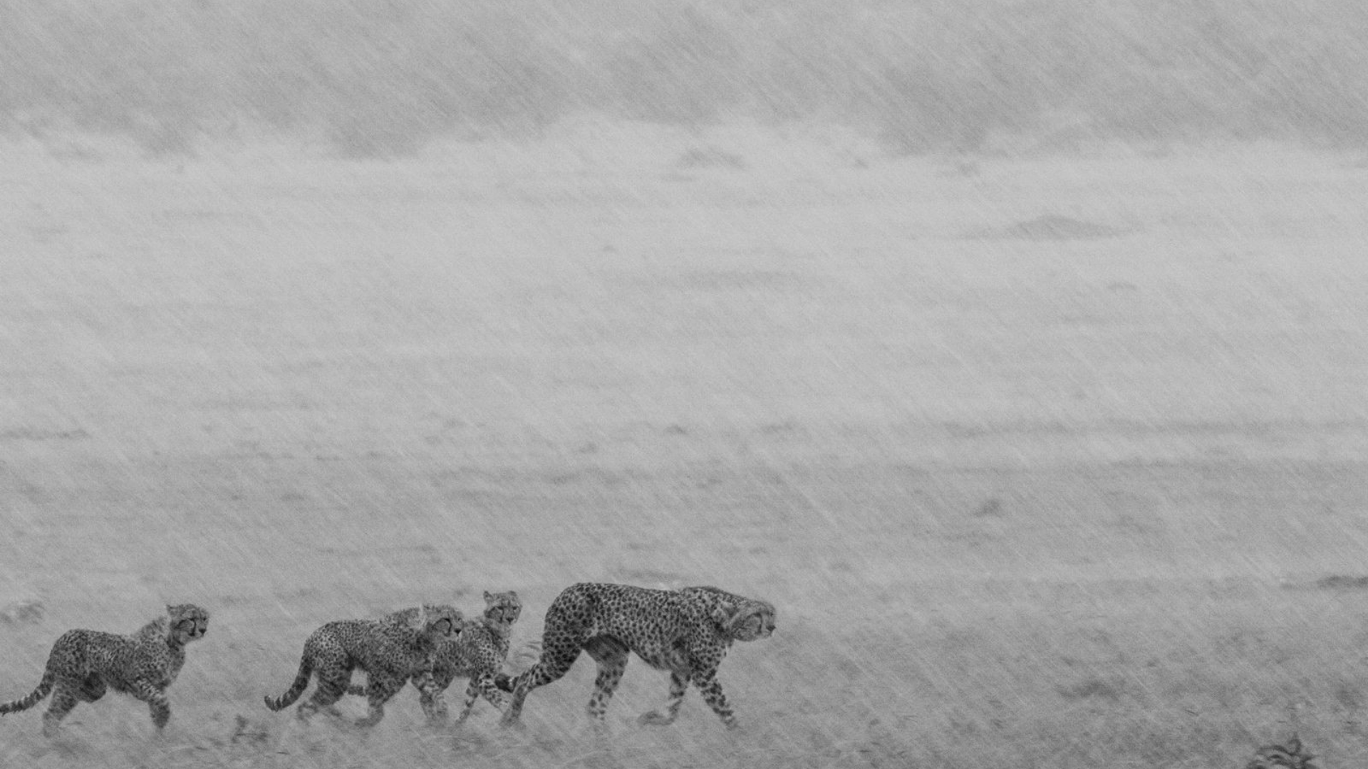 Cheetahs walking in the rain HD Wallpaper