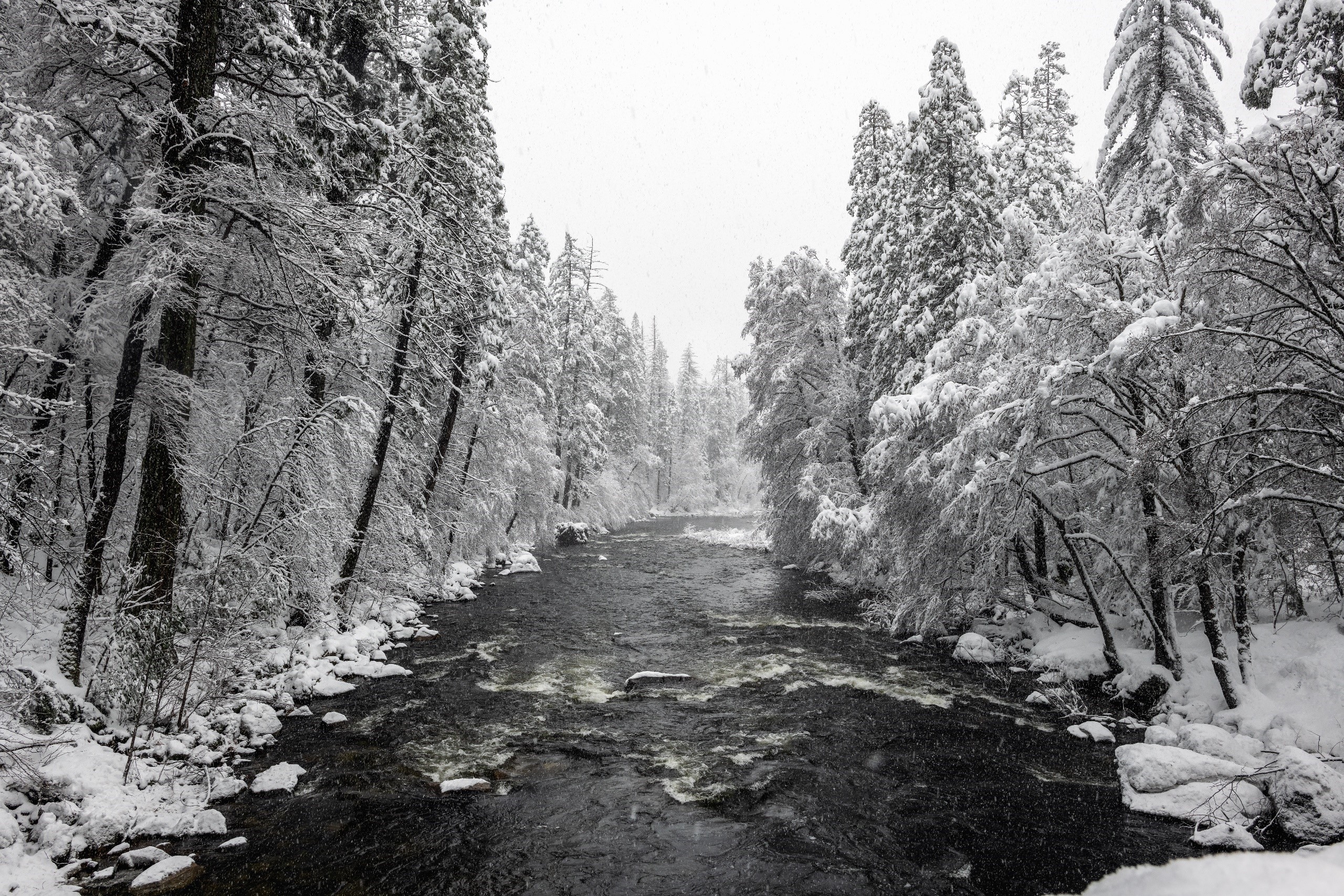 Snow-covered trees line a river in winter HD Wallpaper