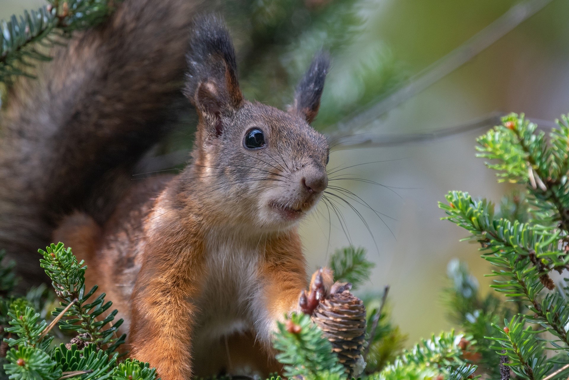 A squirrel holding a pine cone in a pine tree HD Wallpaper