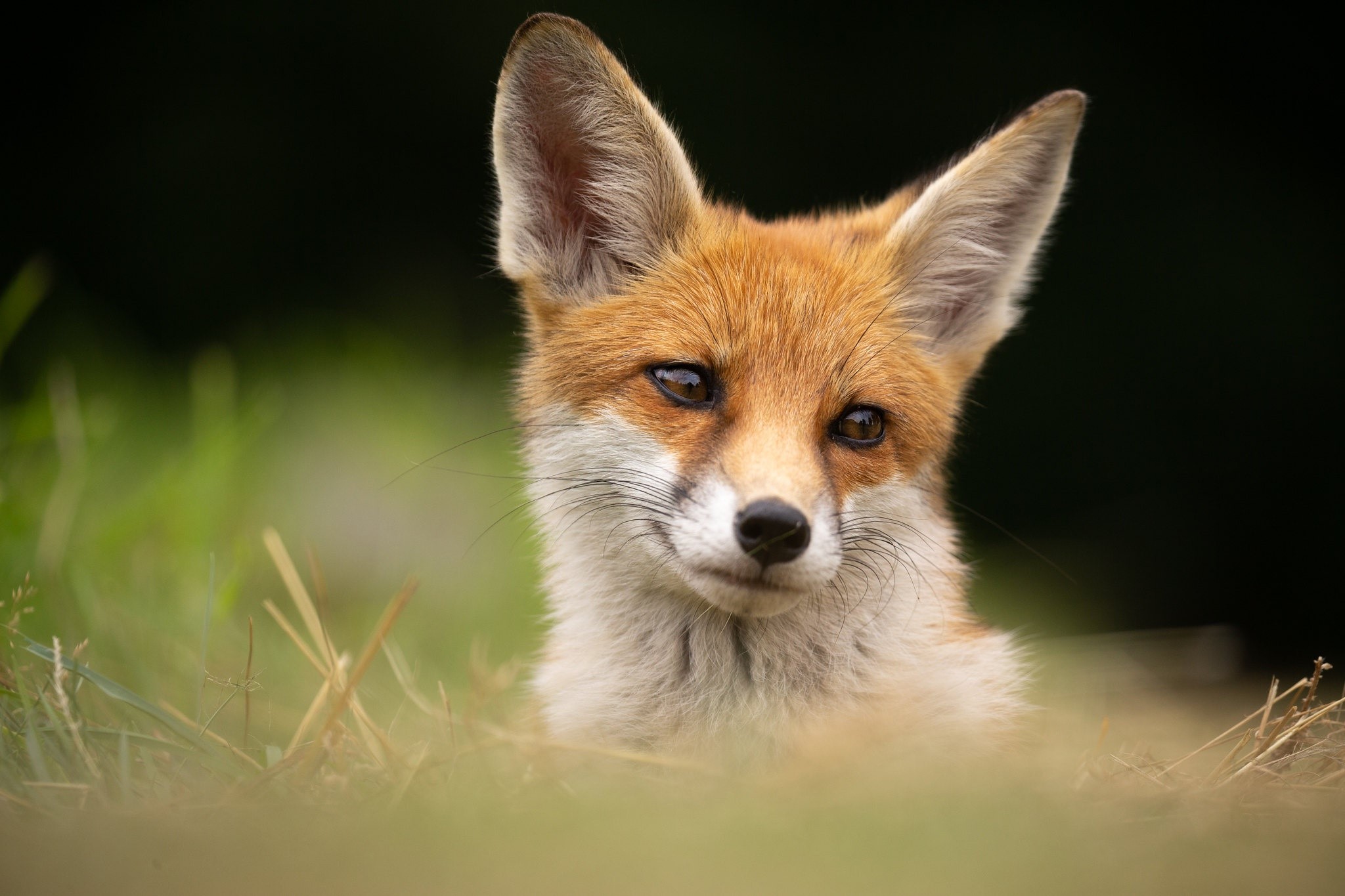 Close-up of a red fox peeking out from grass HD Wallpaper