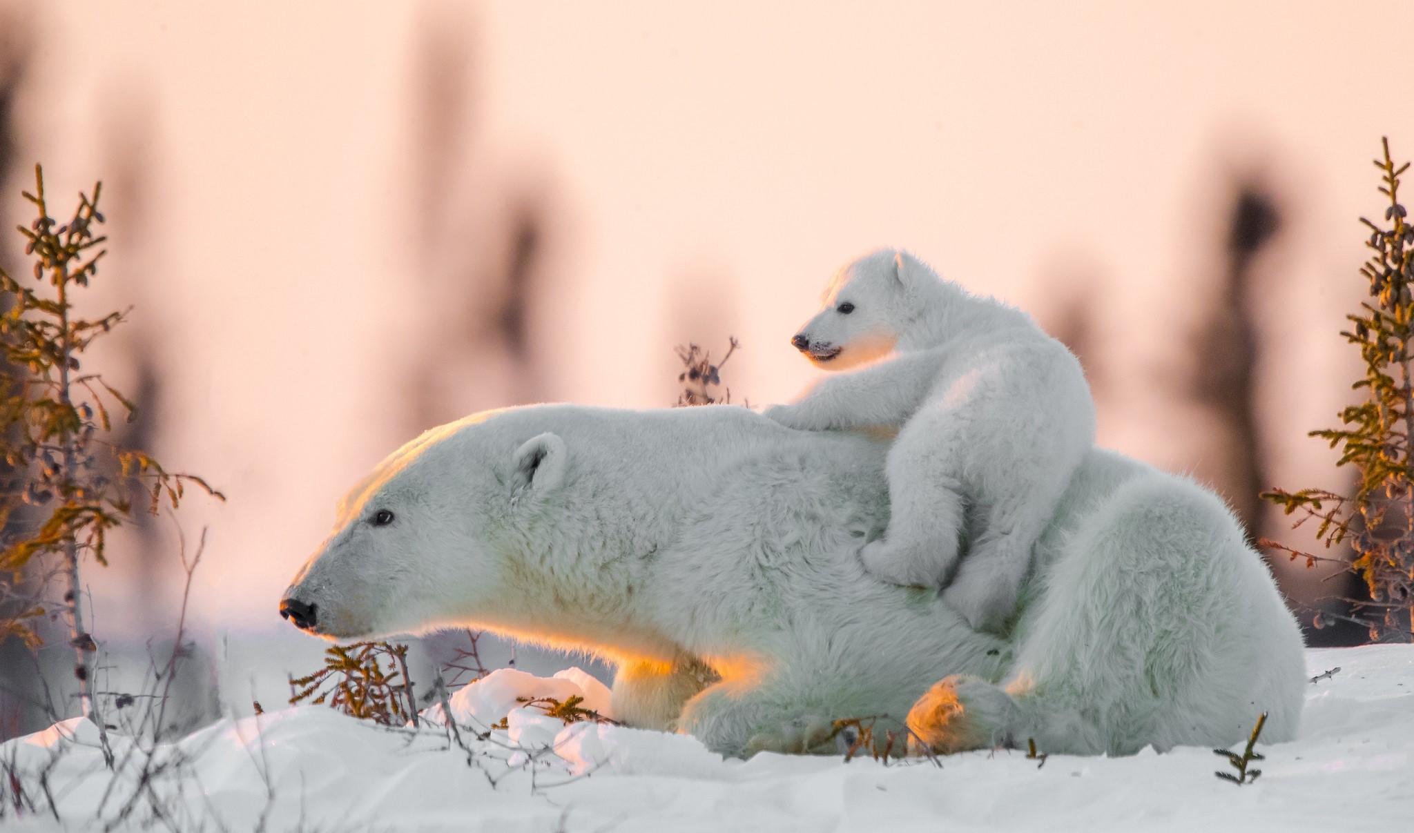 Polar bear mother and cub in the snow HD Wallpaper