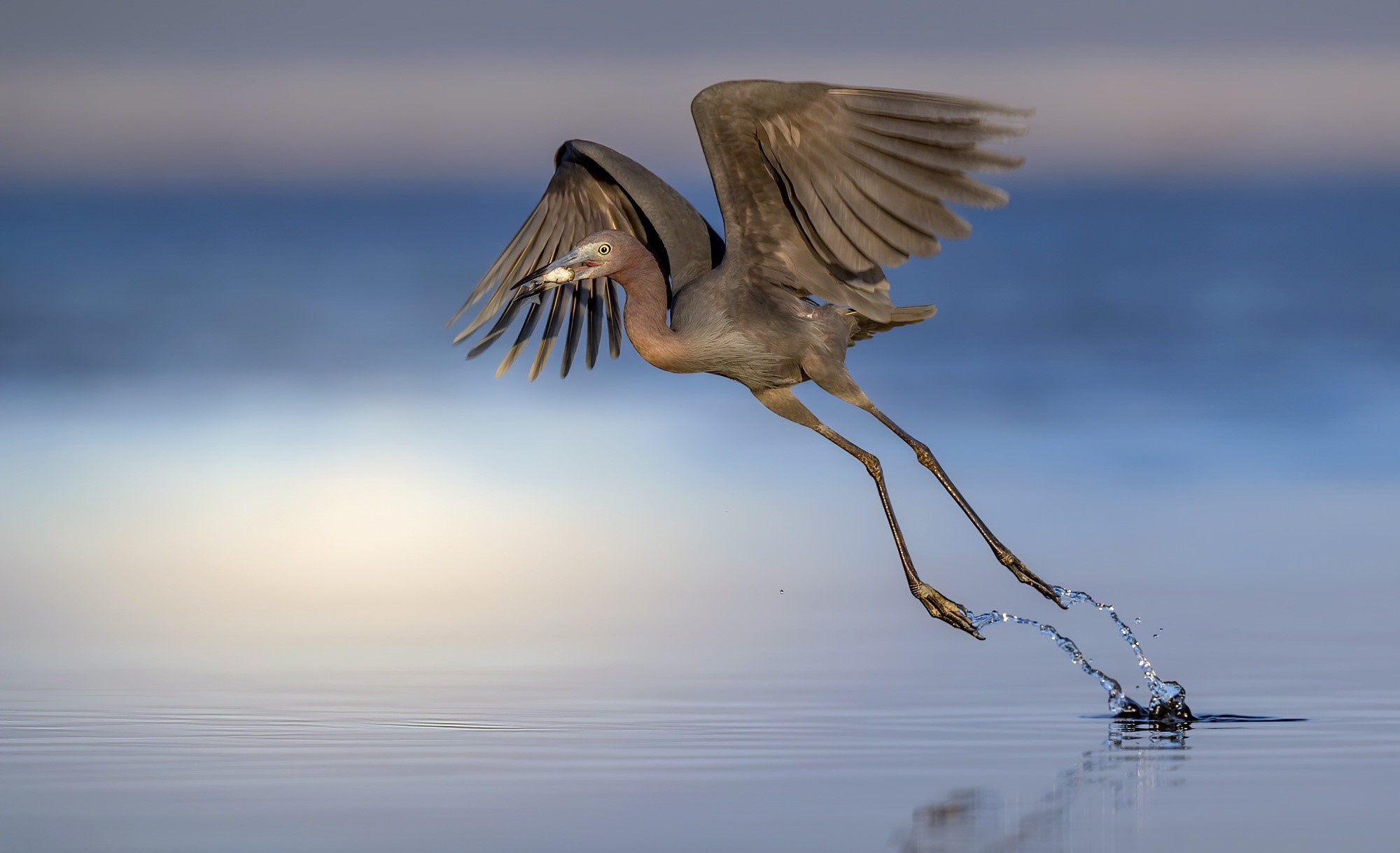 A Little Blue Heron takes flight from the water HD Wallpaper