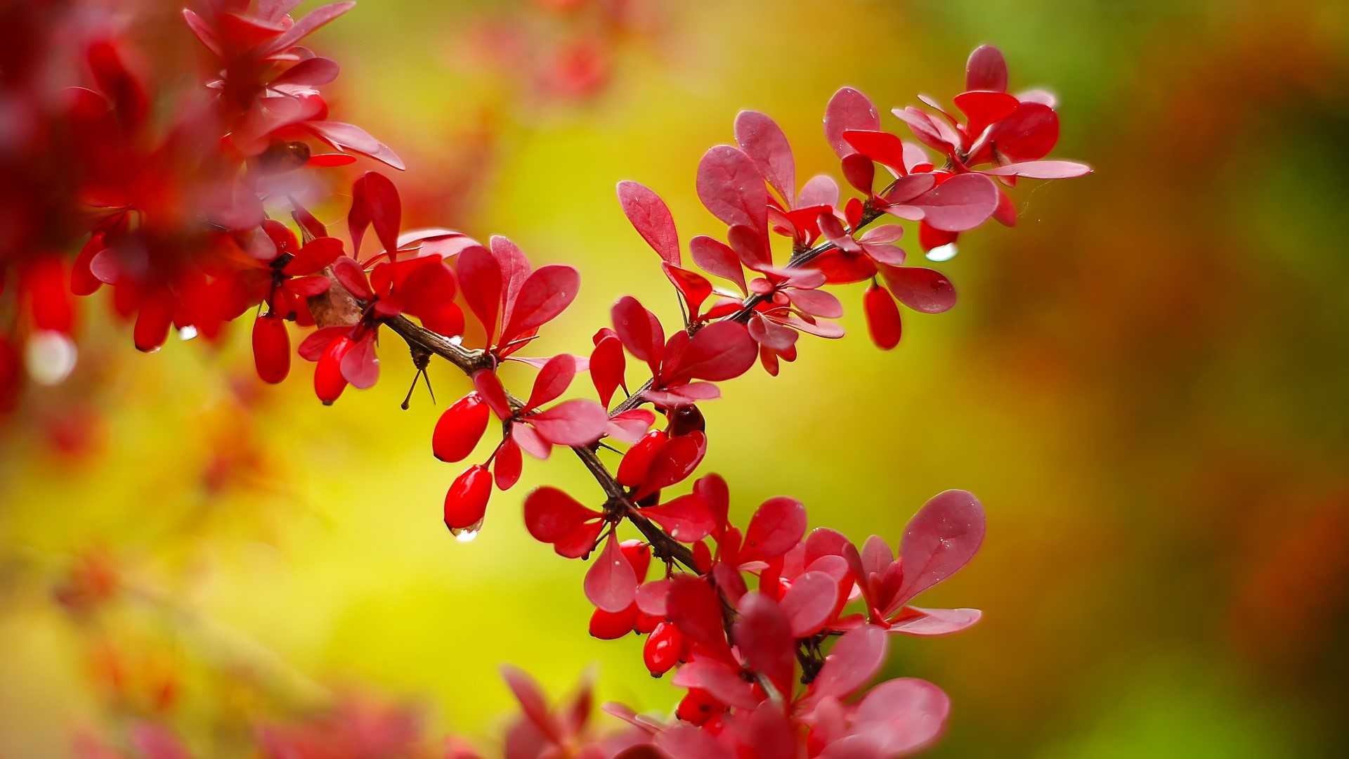 Red leaves and berries on a branch HD Wallpaper