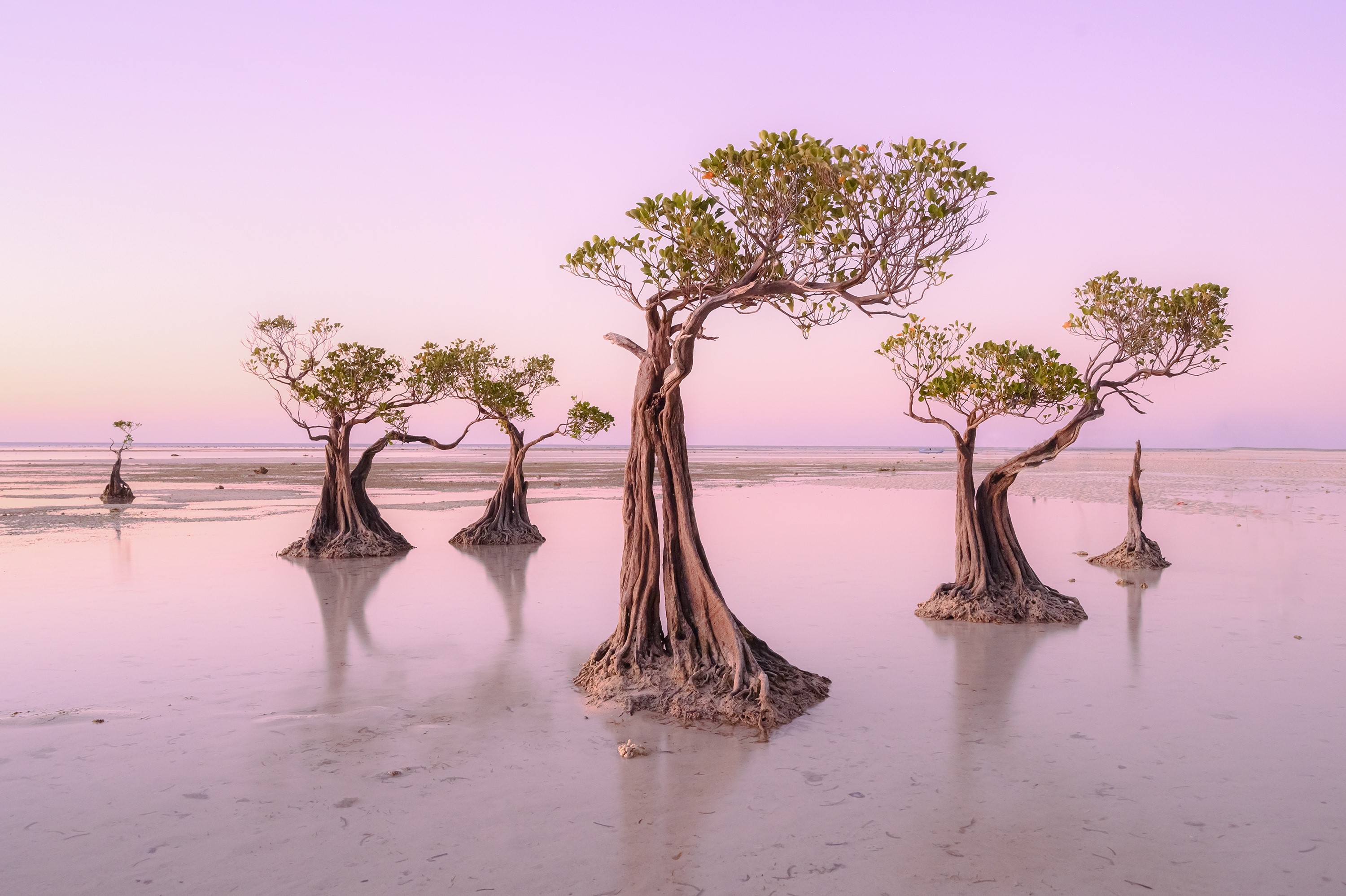 Mangrove trees in shallow water at sunrise HD Wallpaper