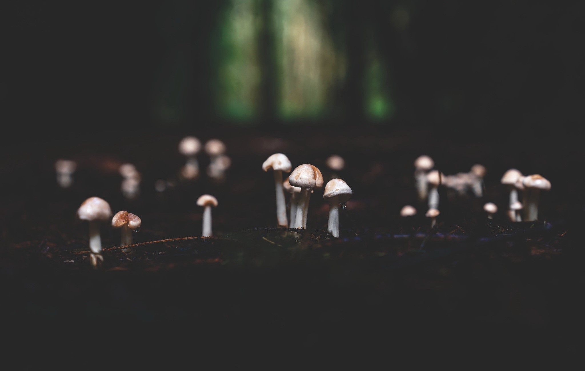 Mushrooms growing in a dark forest floor HD Wallpaper