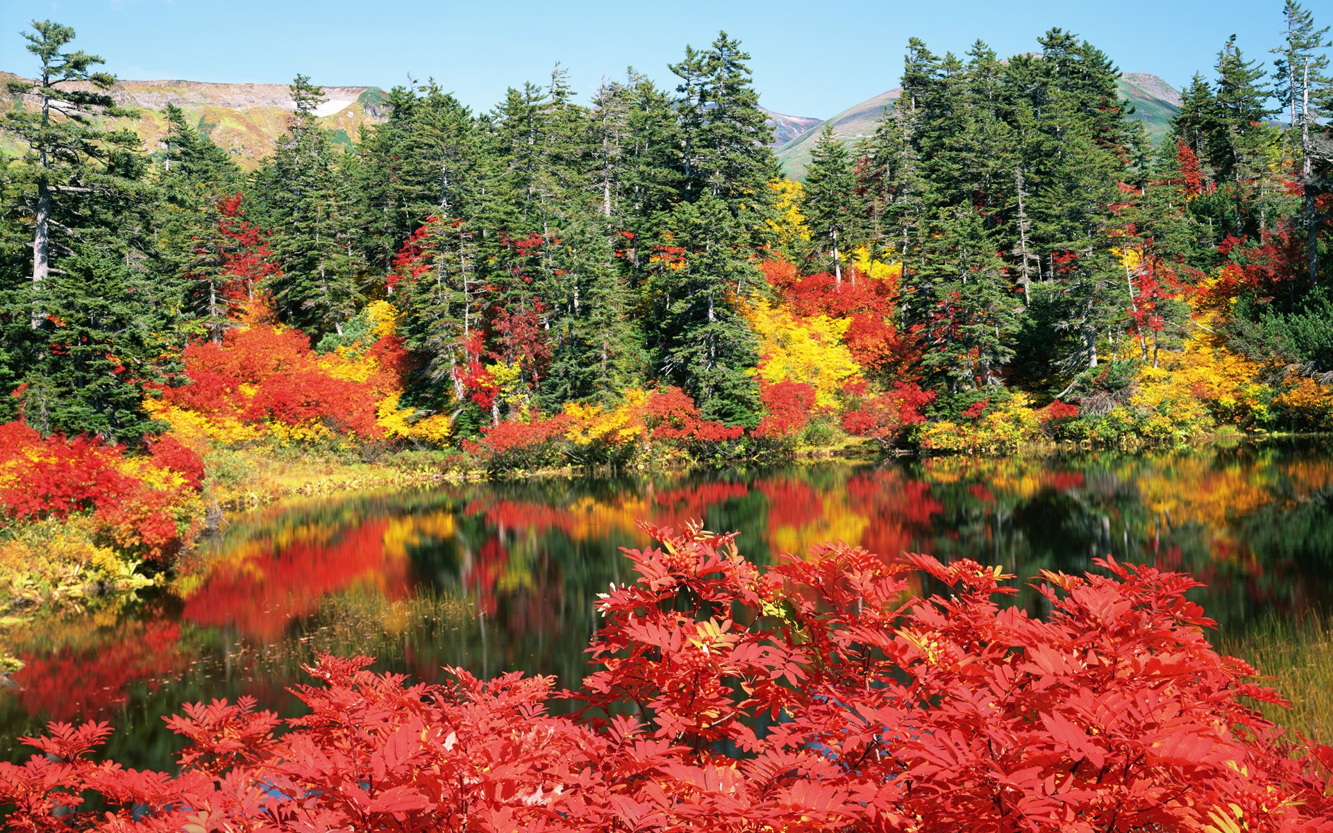 Autumn forest reflected in a calm lake HD Wallpaper