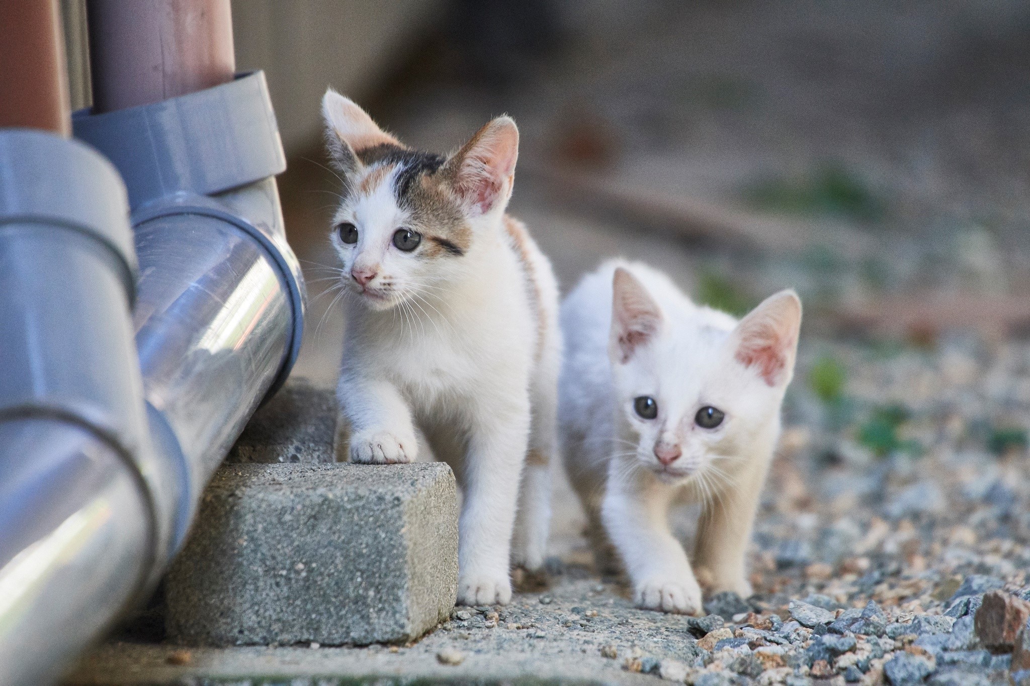 Two kittens near pipes and gravel HD Wallpaper