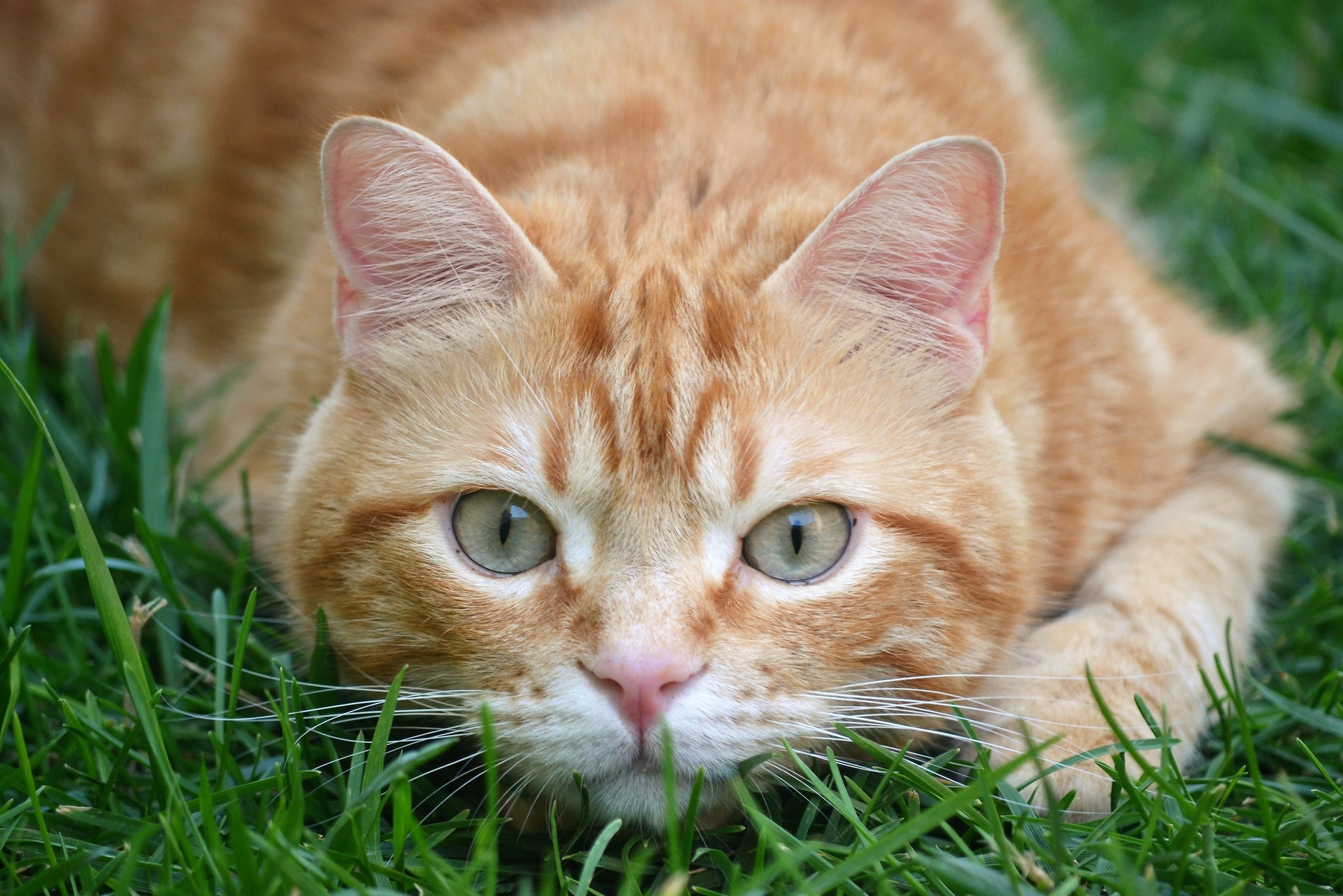 Orange tabby cat lying in green grass HD Wallpaper