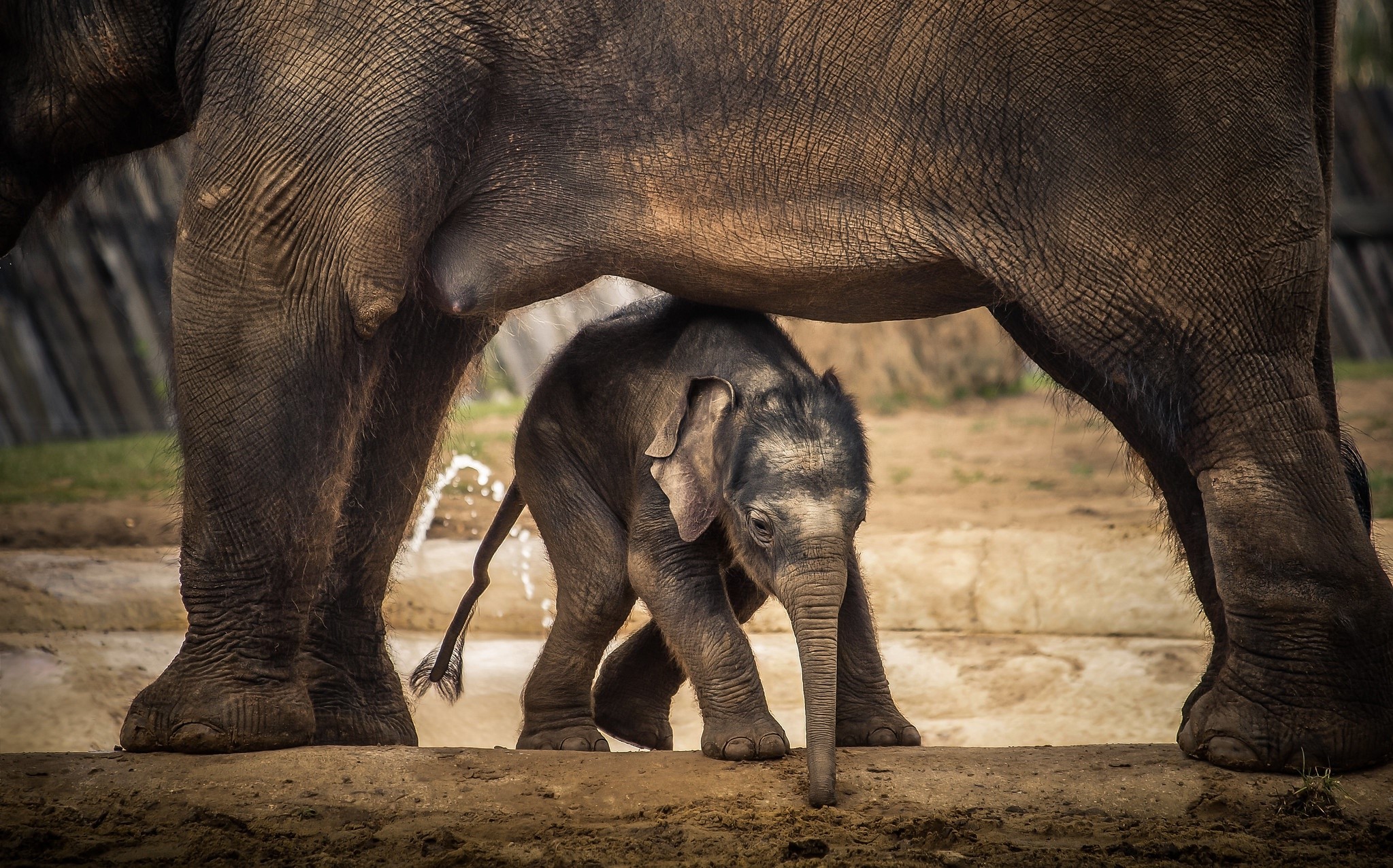 Baby elephant under mother elephant HD Wallpaper