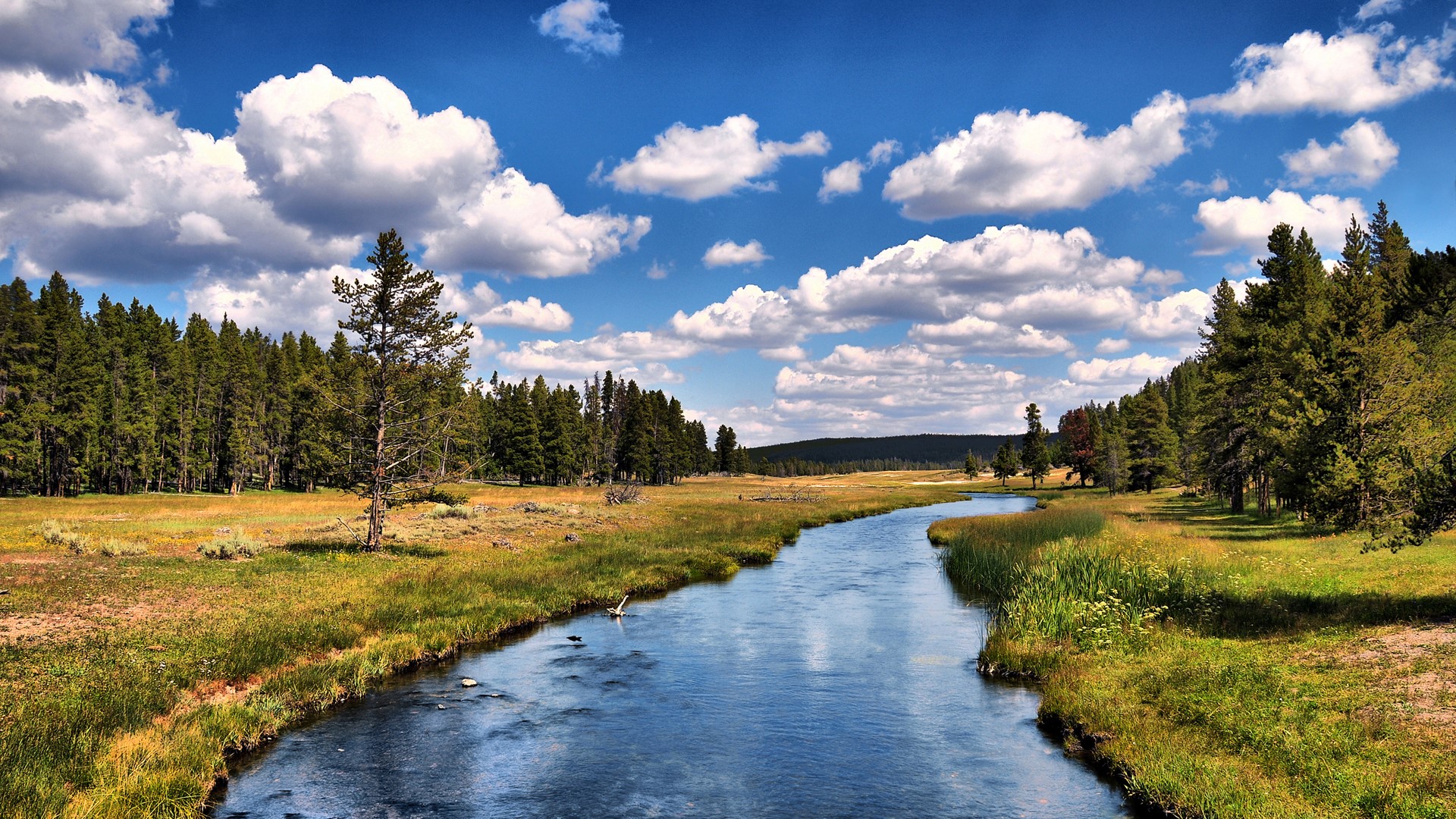 River flowing through a meadow with pine forest and clouds HD Wallpaper